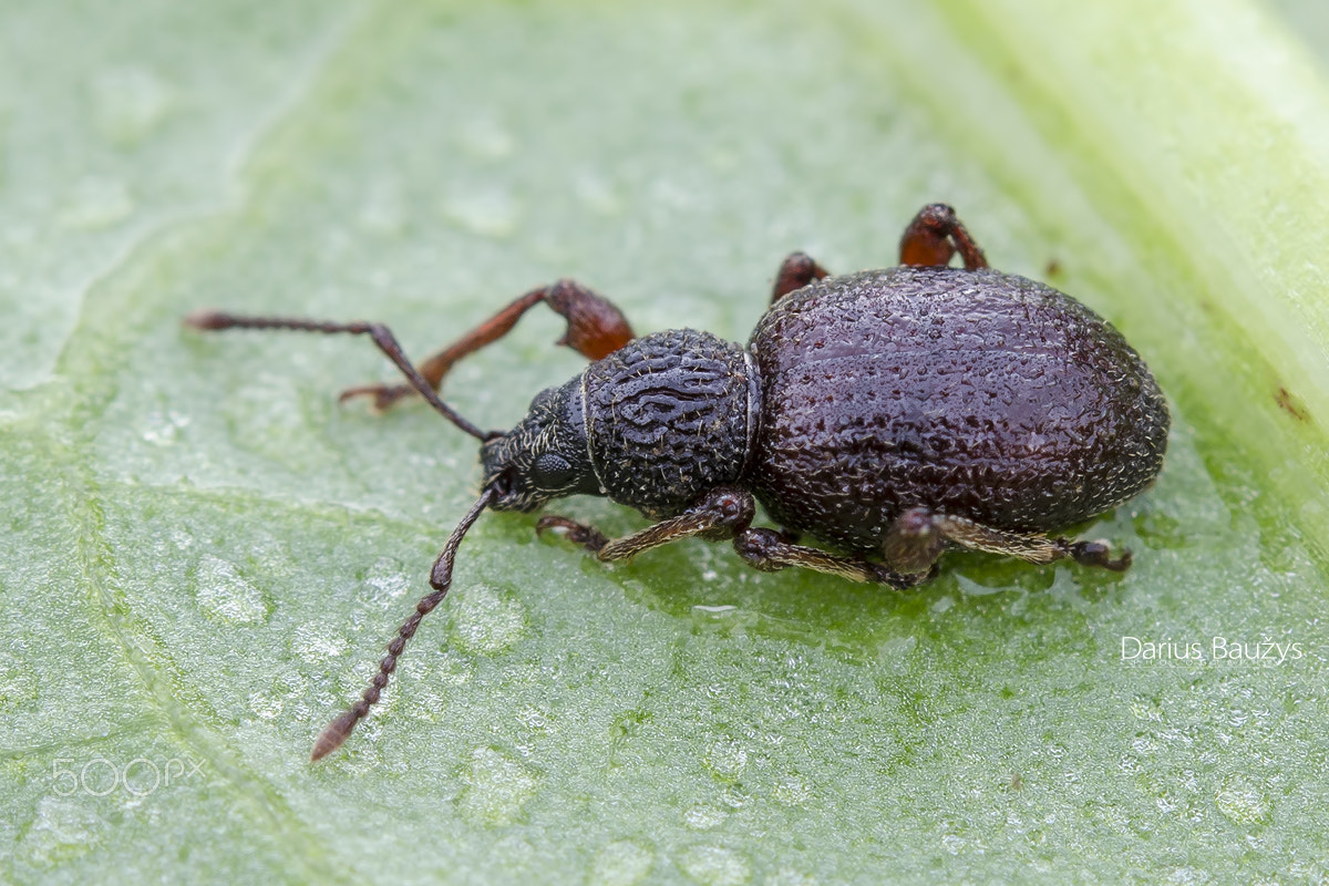 Sigma 150mm F2.8 EX DG OS Macro HSM sample photo. Weevil photography