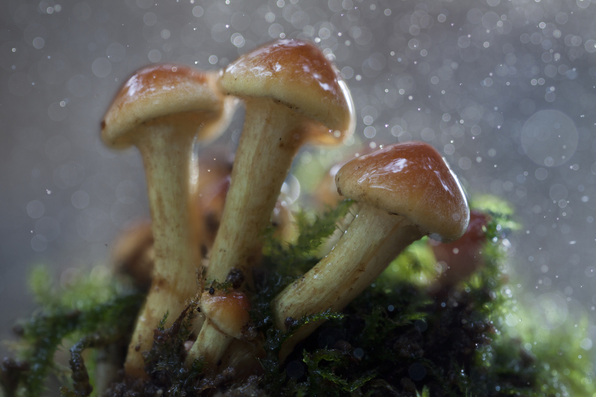 Canon EOS 50D + Sigma 150mm f/2.8 EX DG OS HSM APO Macro sample photo. Rain in the forrest photography