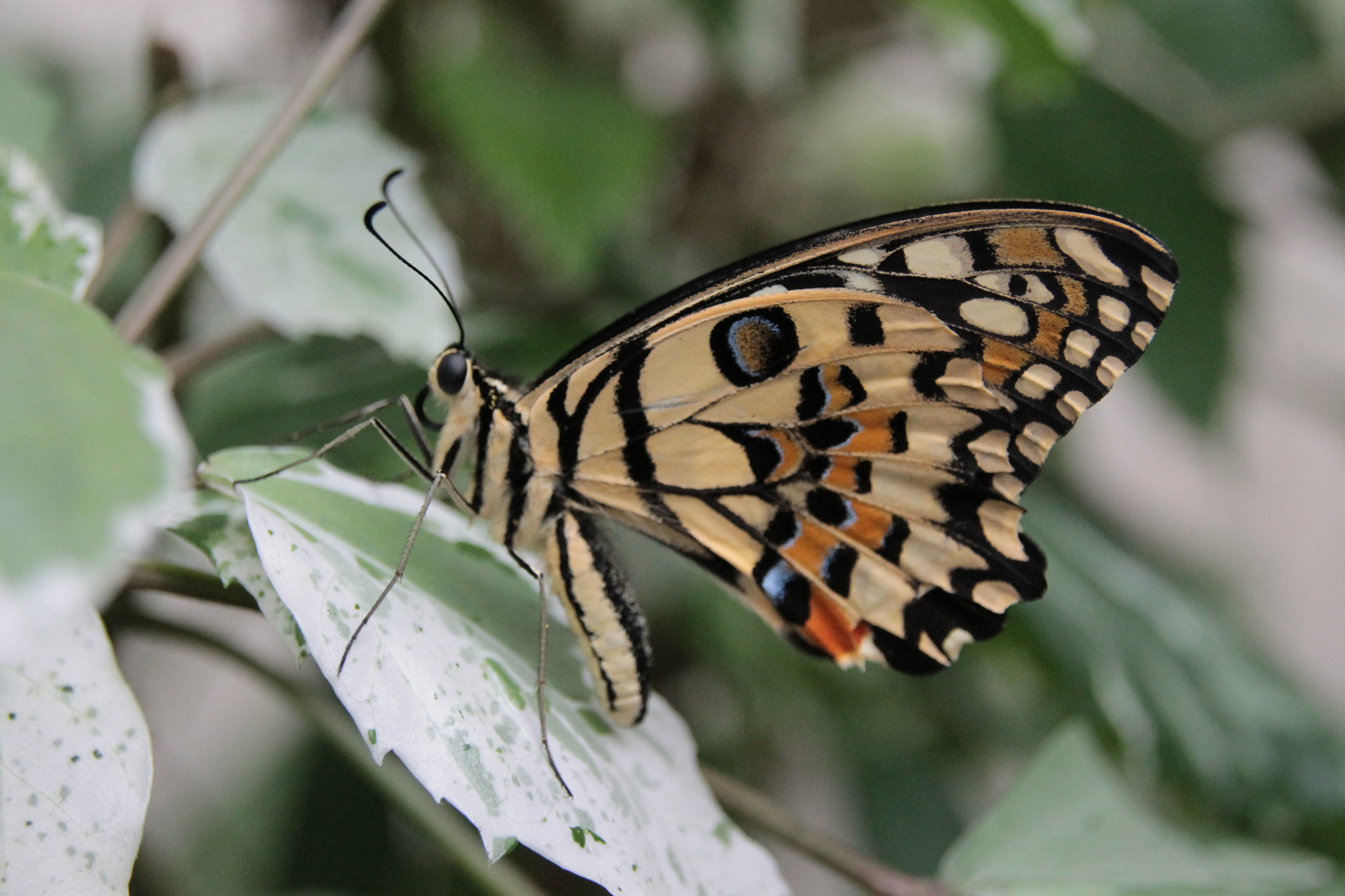 Sigma 18-250mm F3.5-6.3 DC OS HSM sample photo. Img photography