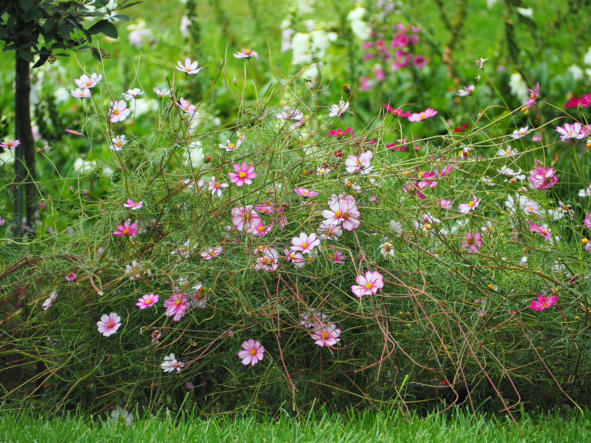 Olympus OM-D E-M5 II sample photo. Tangle of flowers photography