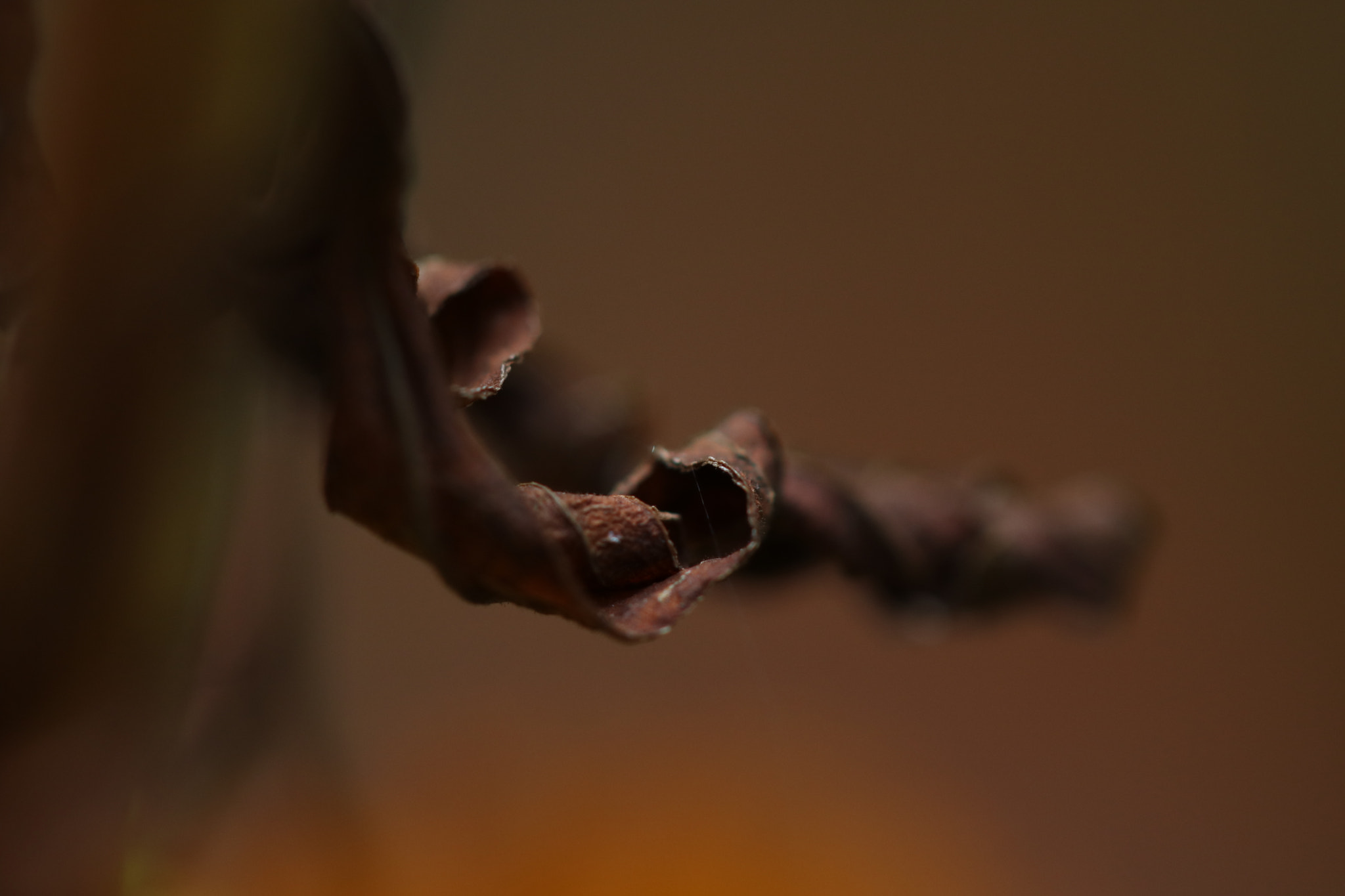 Canon EOS 750D (EOS Rebel T6i / EOS Kiss X8i) sample photo. Dead leaf photography