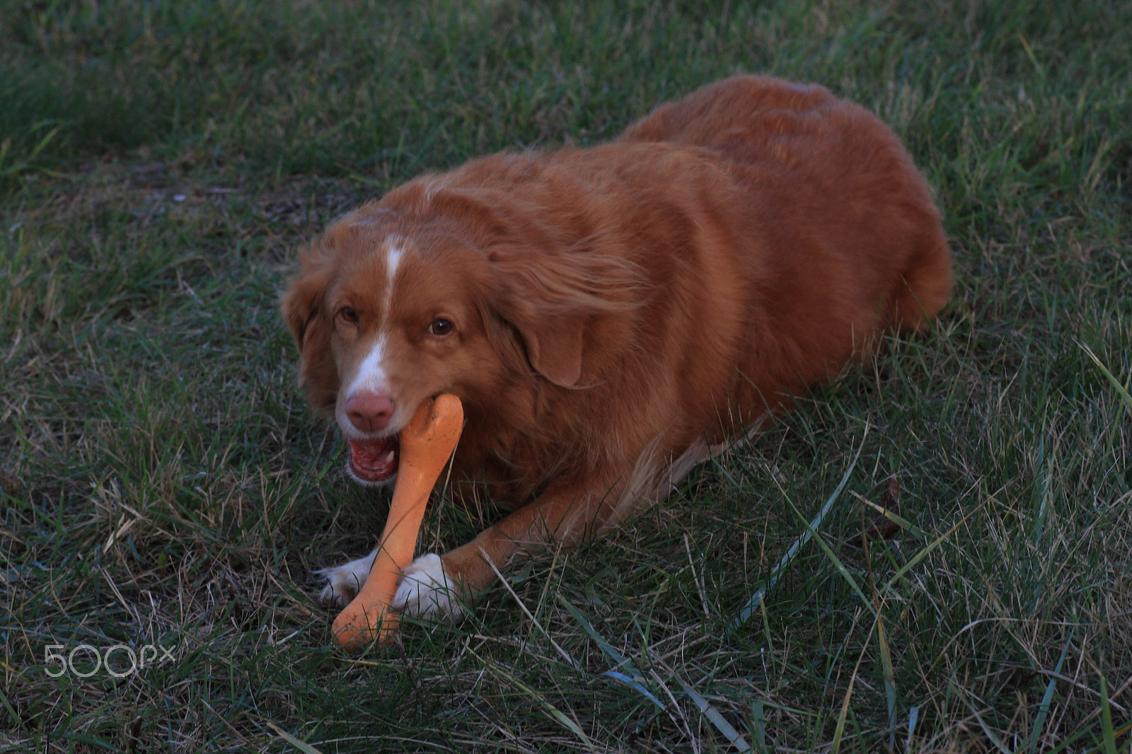 Canon EOS 500D (EOS Rebel T1i / EOS Kiss X3) + Tamron SP AF 90mm F2.8 Di Macro sample photo. Nova scotia duck tolling retriever photography