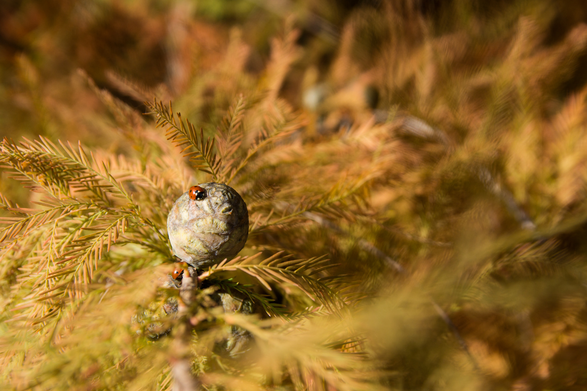 Sony SLT-A77 + 17-50mm F2.8 sample photo. Ladybird photography