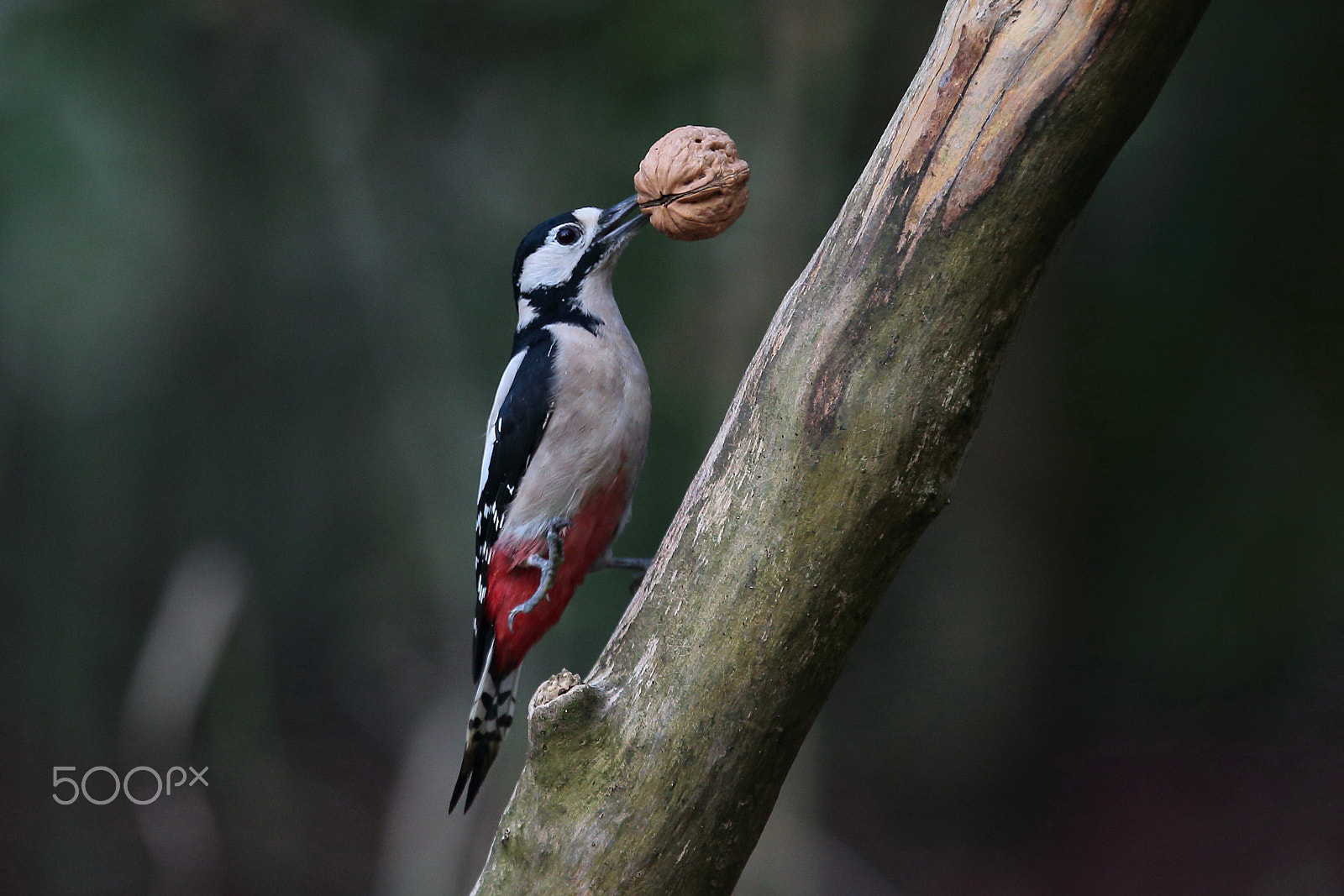 Canon EOS-1D X sample photo. It's my lunch ! photography