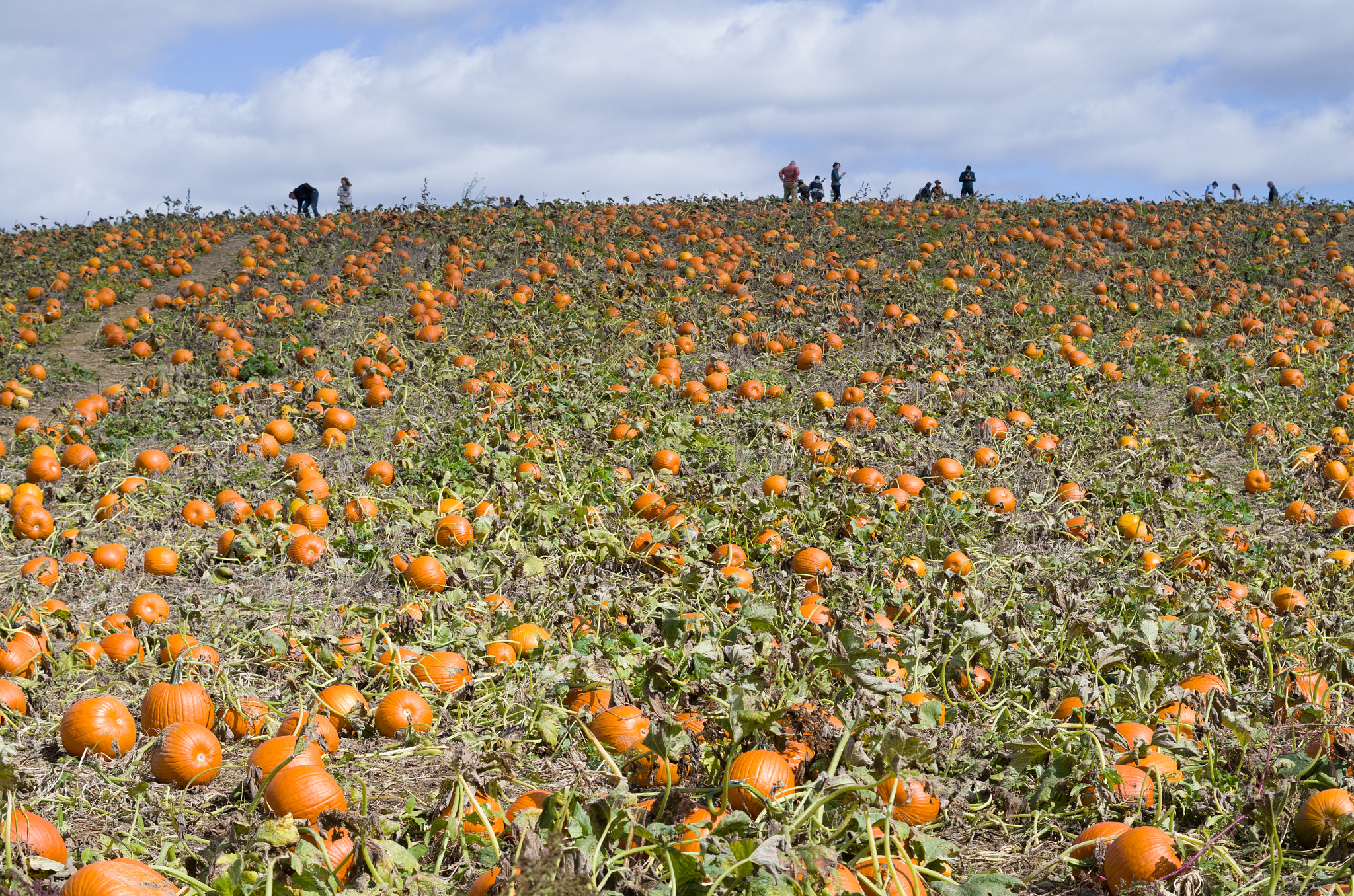 Pentax K-50 sample photo. Pumpkin patch photography