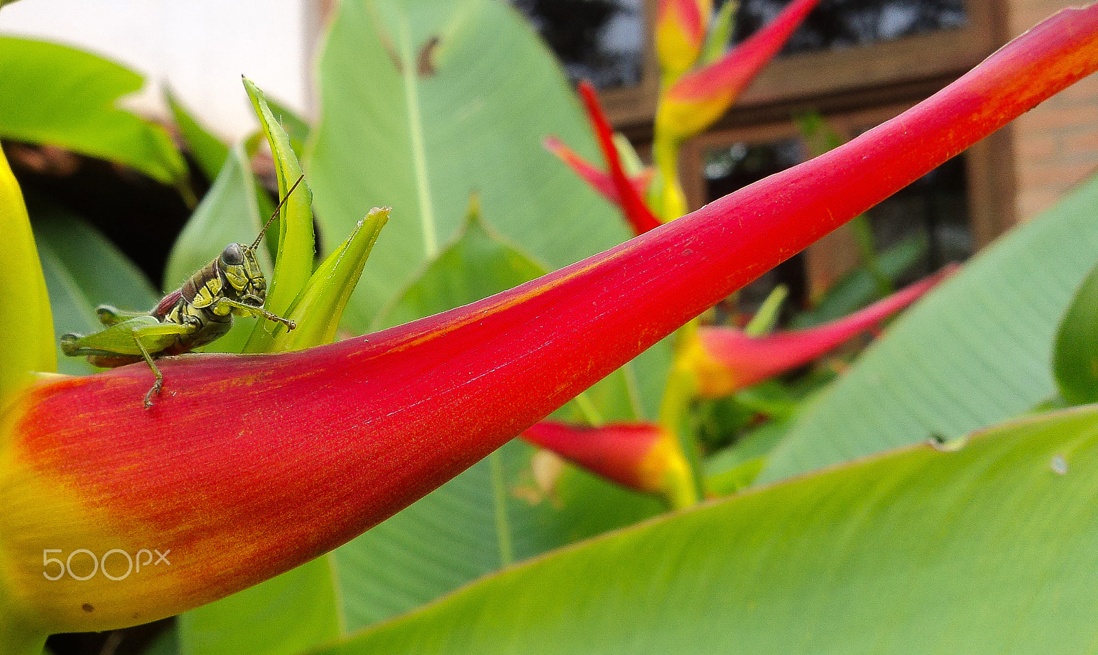 Sony Cyber-shot DSC-W310 sample photo. Grasshopper taking your breakfast. photography