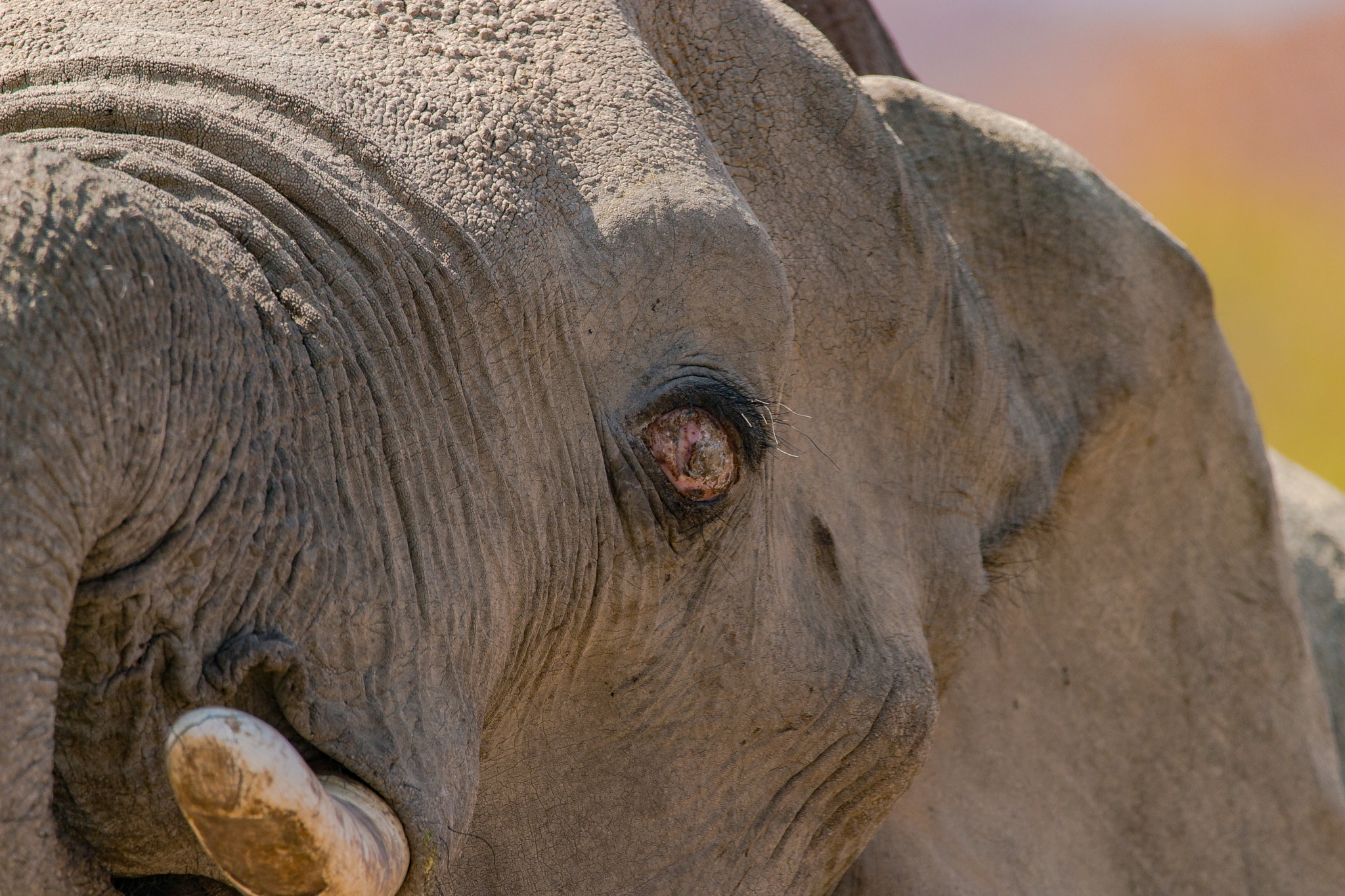 150-600mm F5-6.3 DG OS HSM | Contemporary 015 sample photo. Those eyes photography
