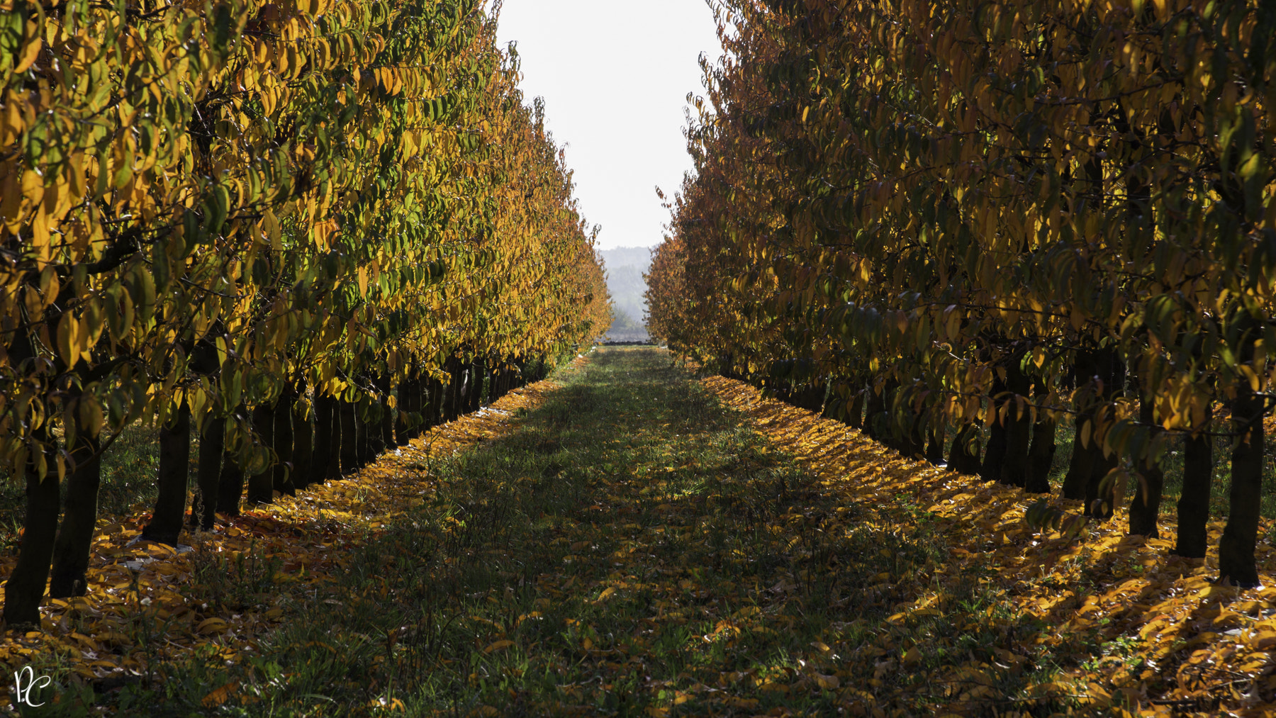 Nikon D4 sample photo. Verger en automne castelsarasin photography