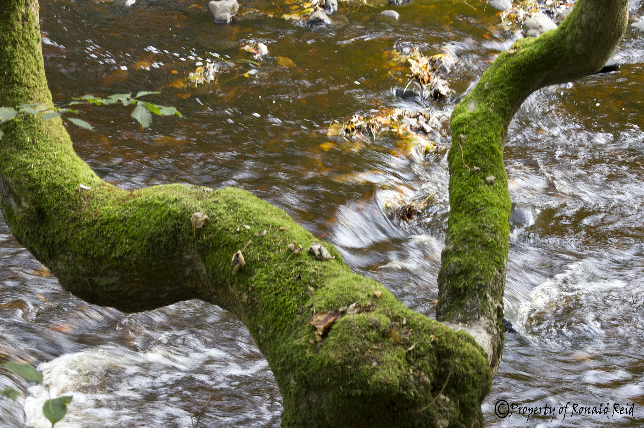 Canon EF-S 55-250mm F4-5.6 IS STM sample photo. Green tree trunk photography