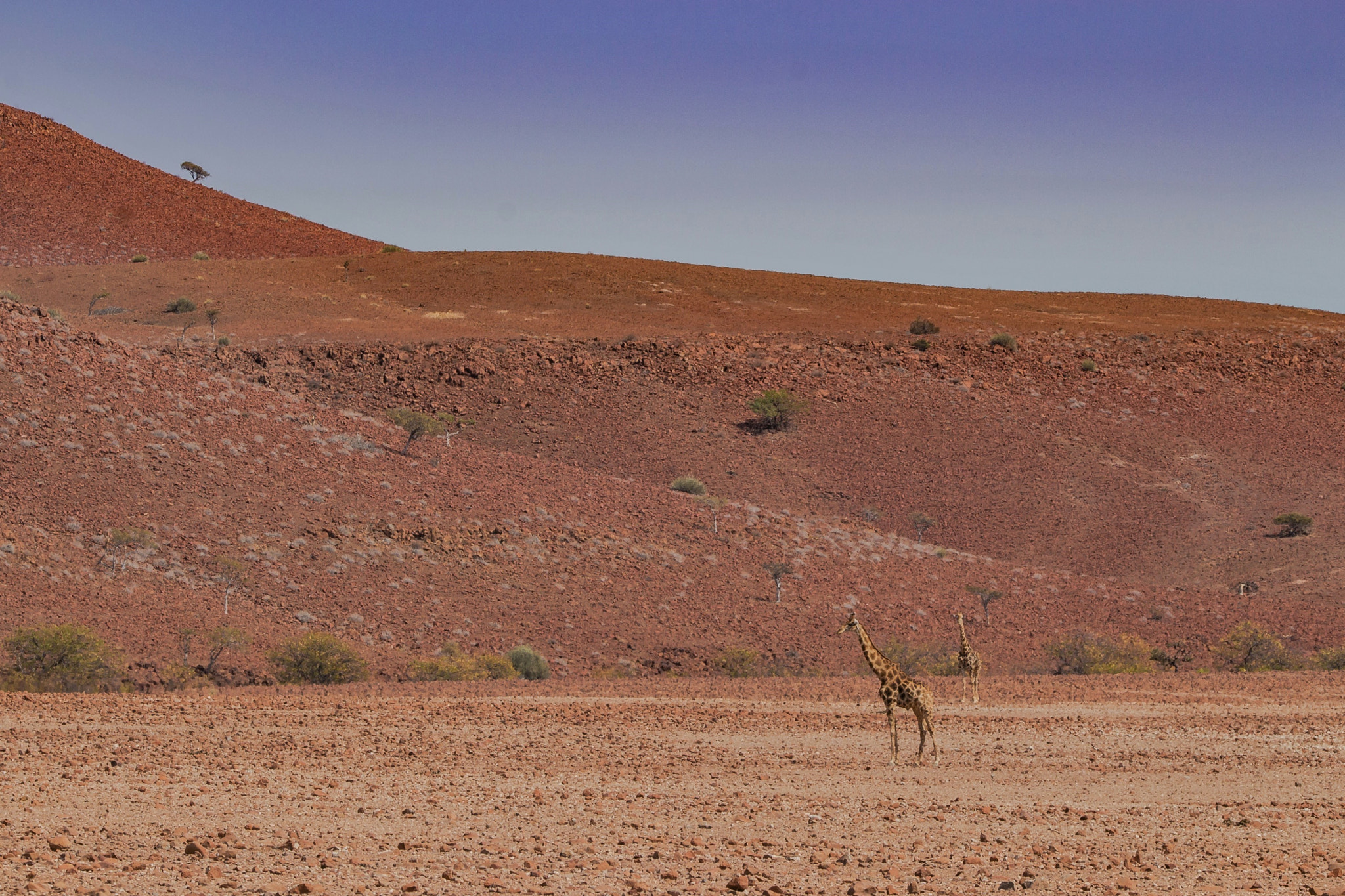 150-600mm F5-6.3 DG OS HSM | Contemporary 015 sample photo. Camouflaging photography