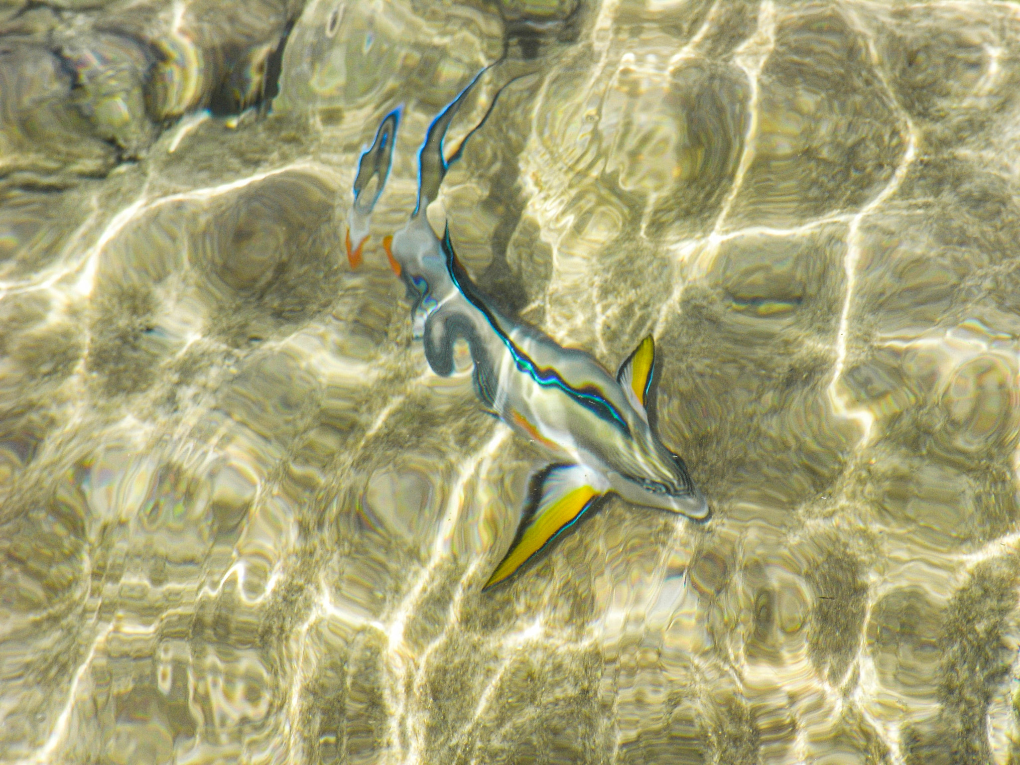 Ricoh Caplio R6 sample photo. Red sea fish photography
