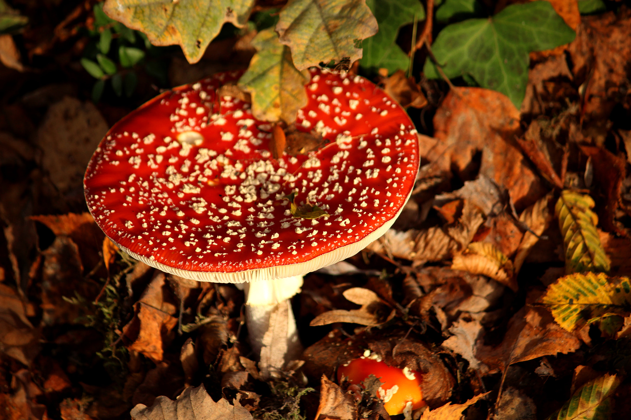 Canon EF-S 55-250mm F4-5.6 IS sample photo. Champignon photography