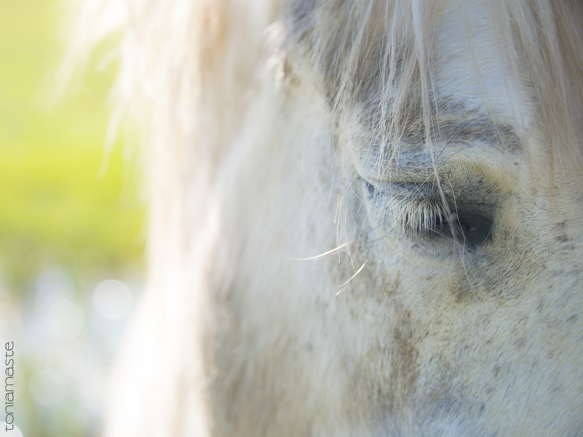 Sigma 50-500mm F4.5-6.3 DG OS HSM sample photo. Equinal beauty... photography