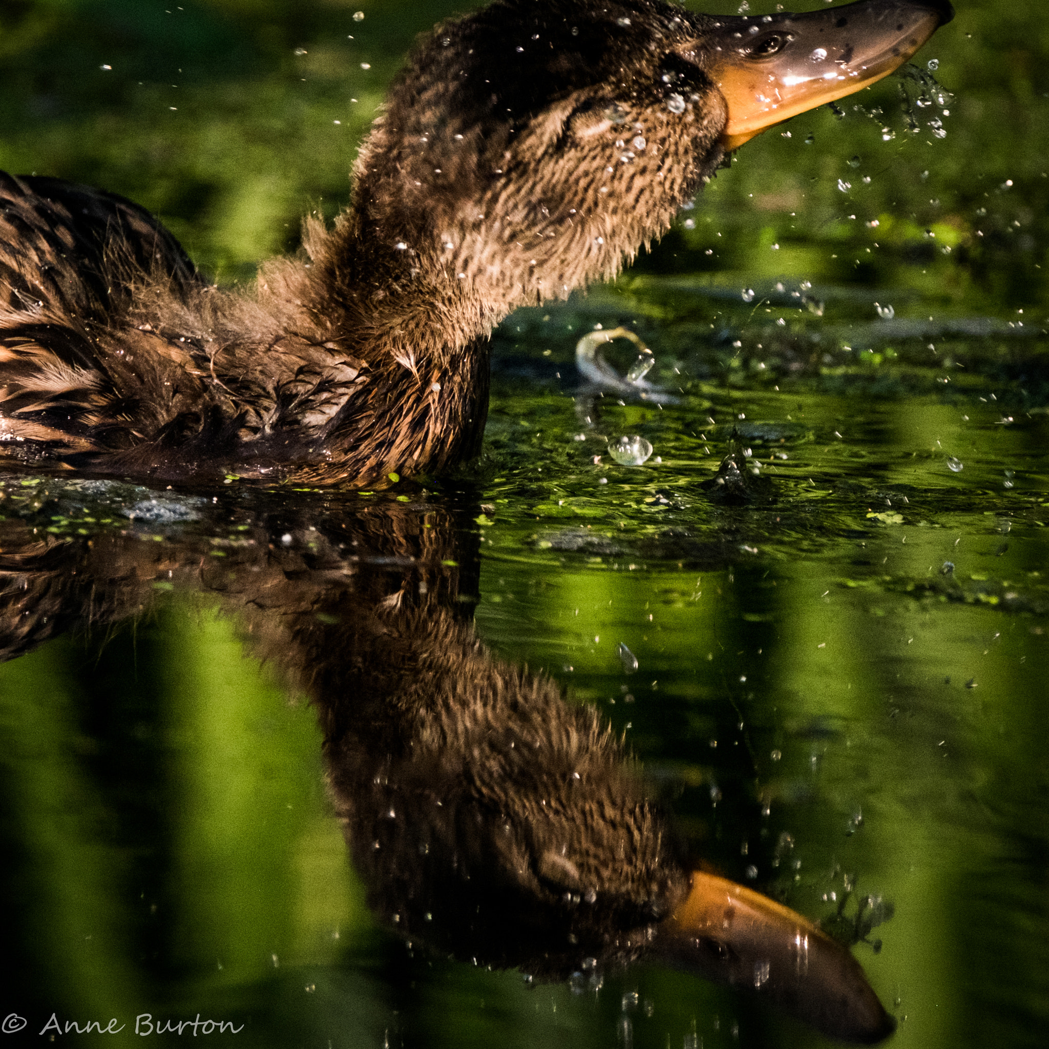 XF100-400mmF4.5-5.6 R LM OIS WR + 1.4x sample photo. Duck bath photography