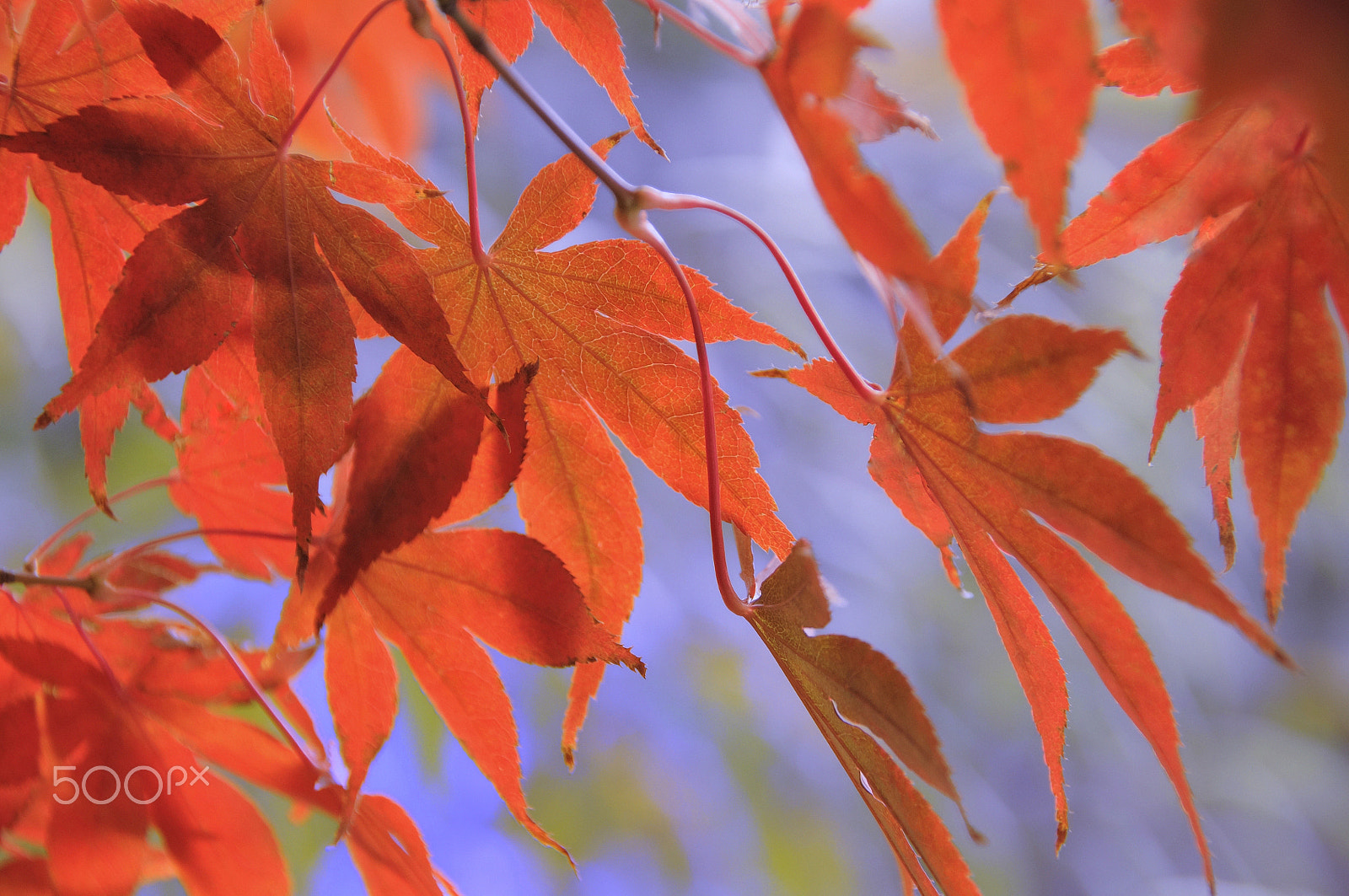 Nikon D5000 sample photo. Burst of autumn photography