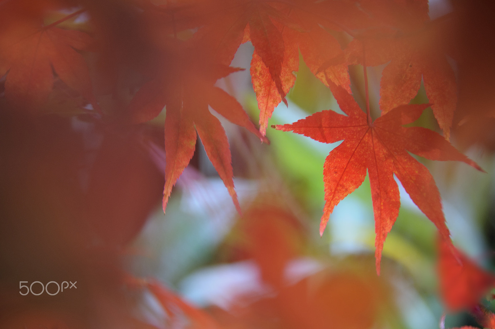 Nikon D5000 sample photo. Burst of autumn photography