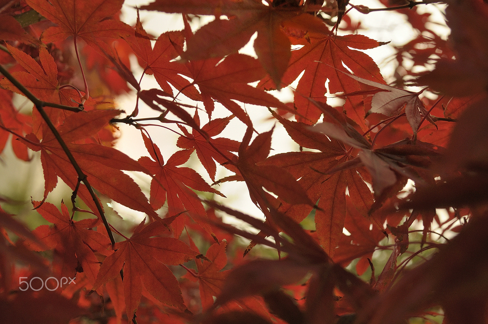 Nikon D5000 sample photo. Burst of autumn photography