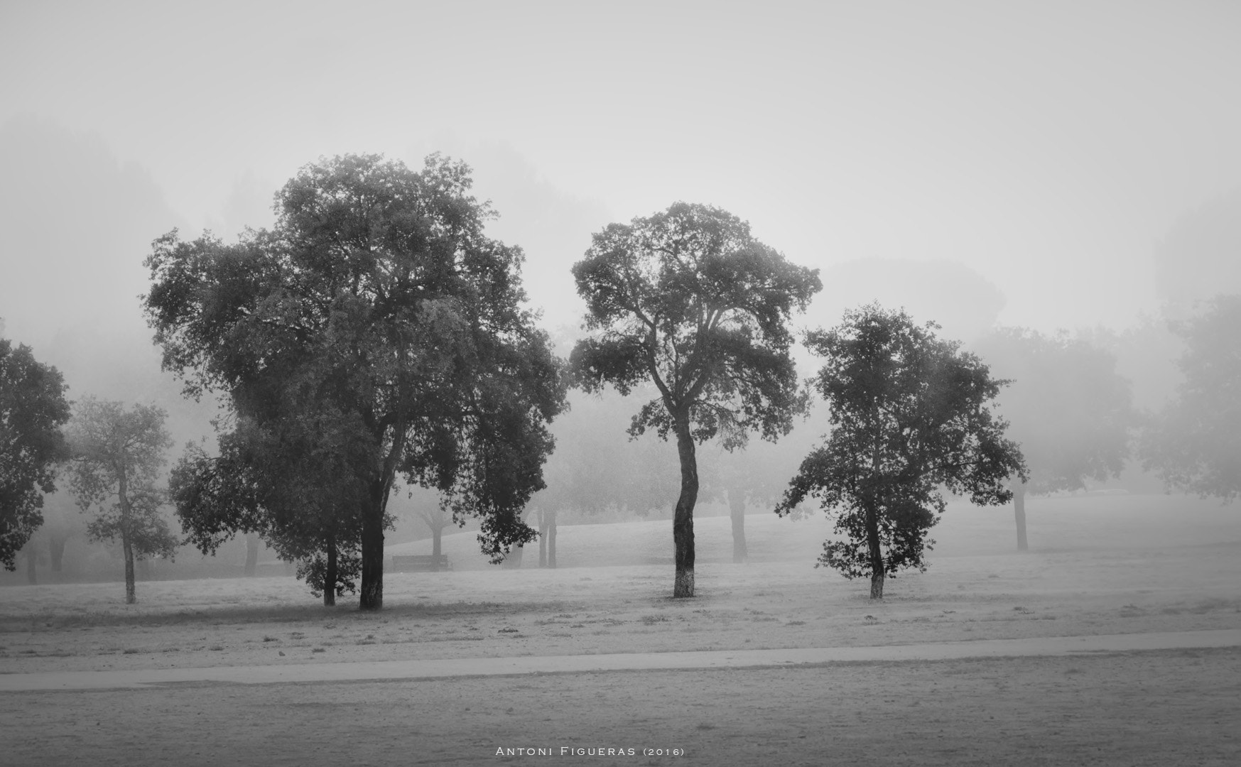 Sony Alpha DSLR-A580 sample photo. Fog photography