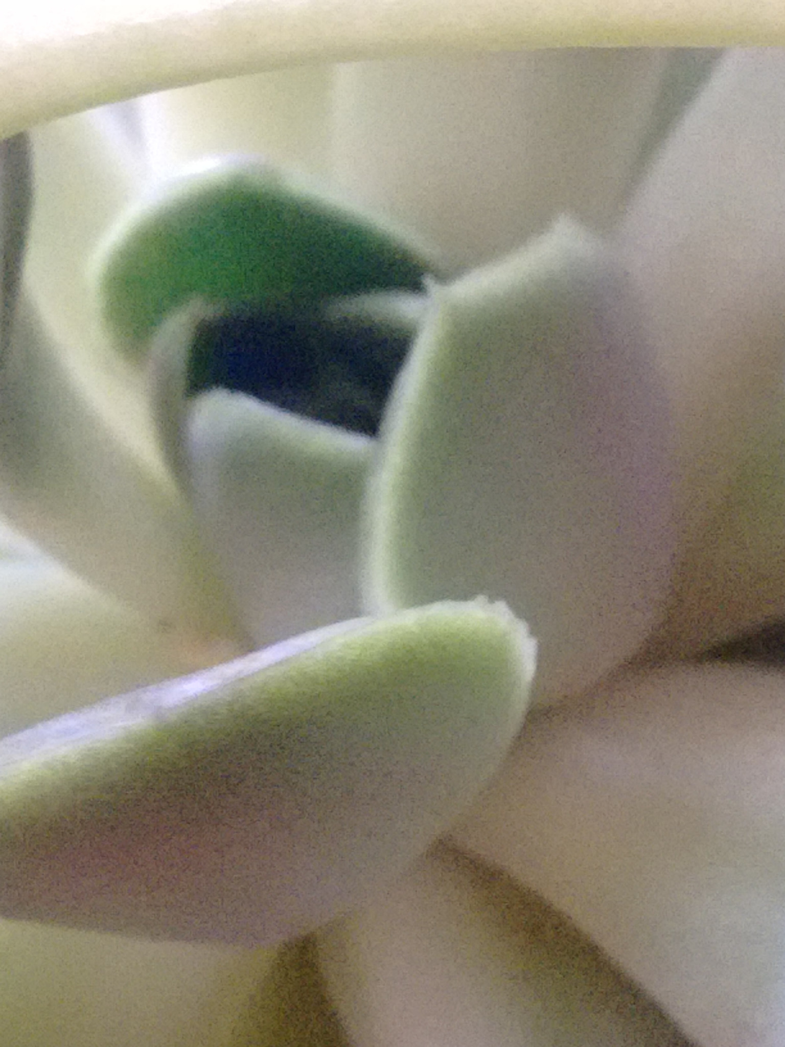 Motorola Moto G with 4G LTE (2nd Gen) sample photo