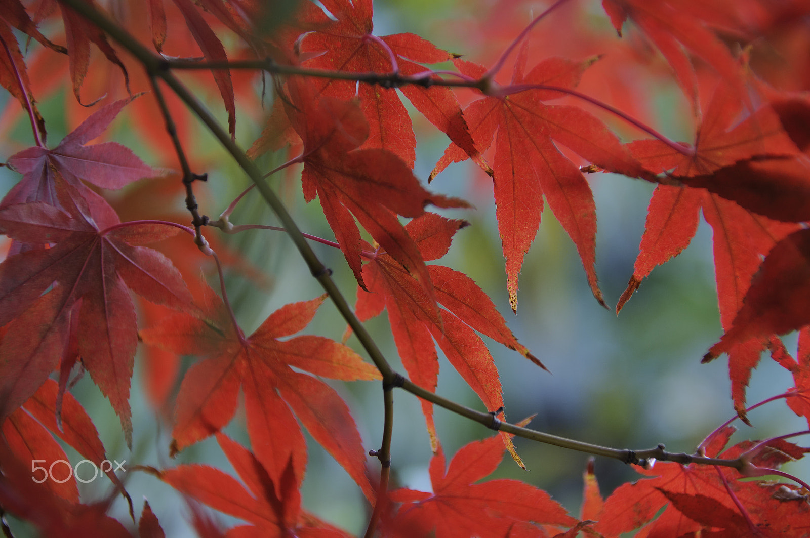 Nikon D5000 sample photo. Burst of autumn photography