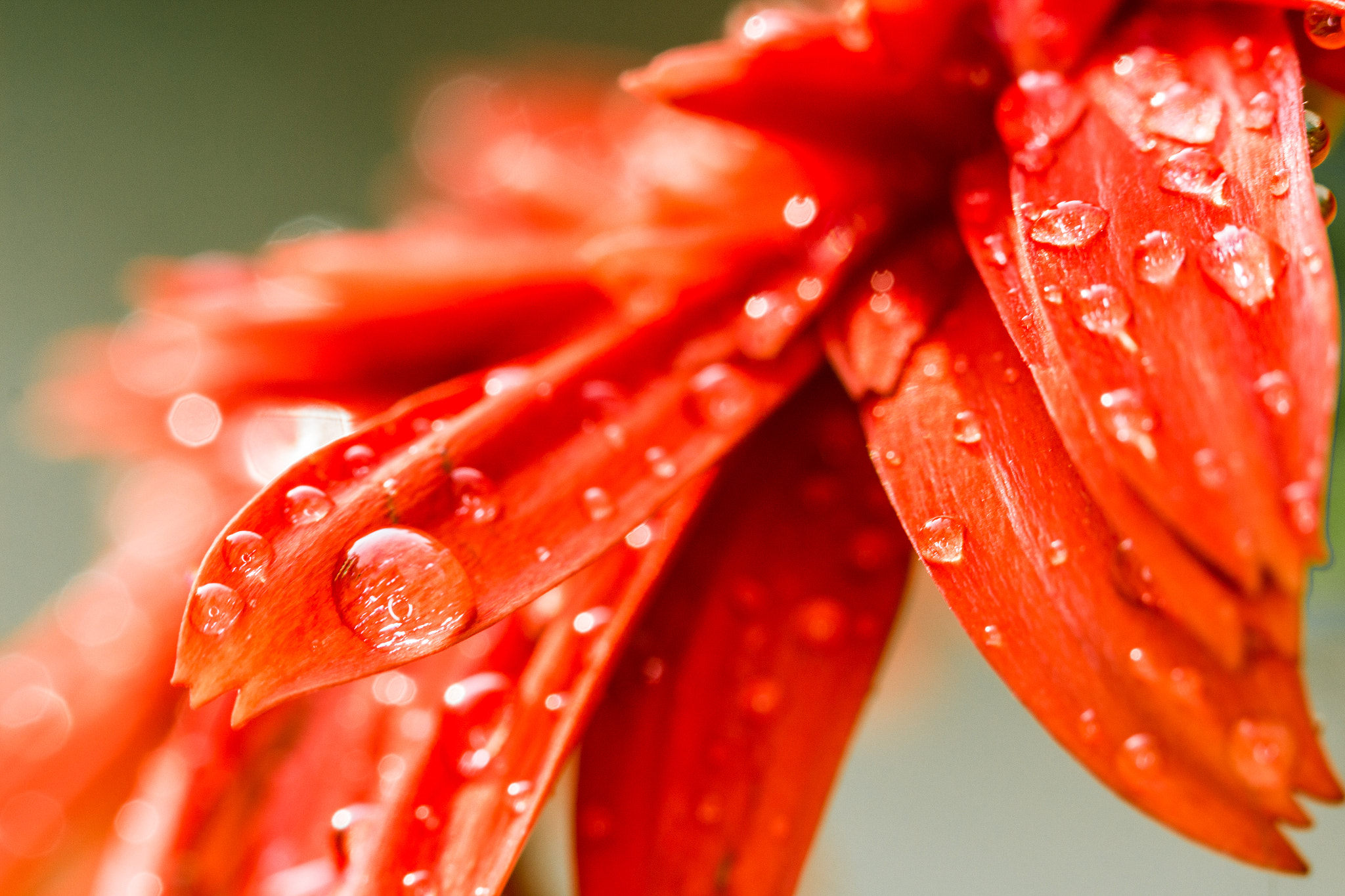Canon EF 100mm F2.8 Macro USM sample photo. 29075987696.jpg photography