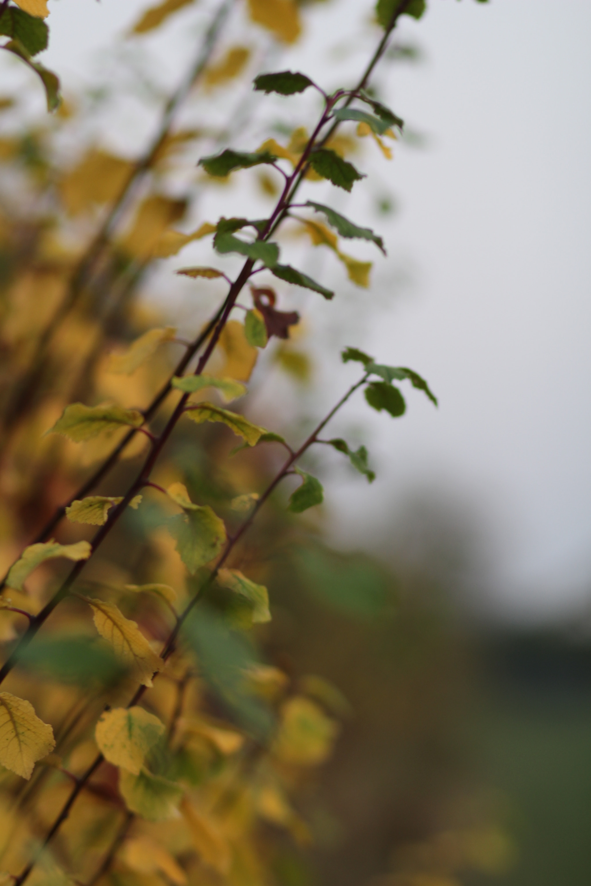 Canon EOS 100D (EOS Rebel SL1 / EOS Kiss X7) + Canon EF 85mm F1.8 USM sample photo. Autumn colours photography