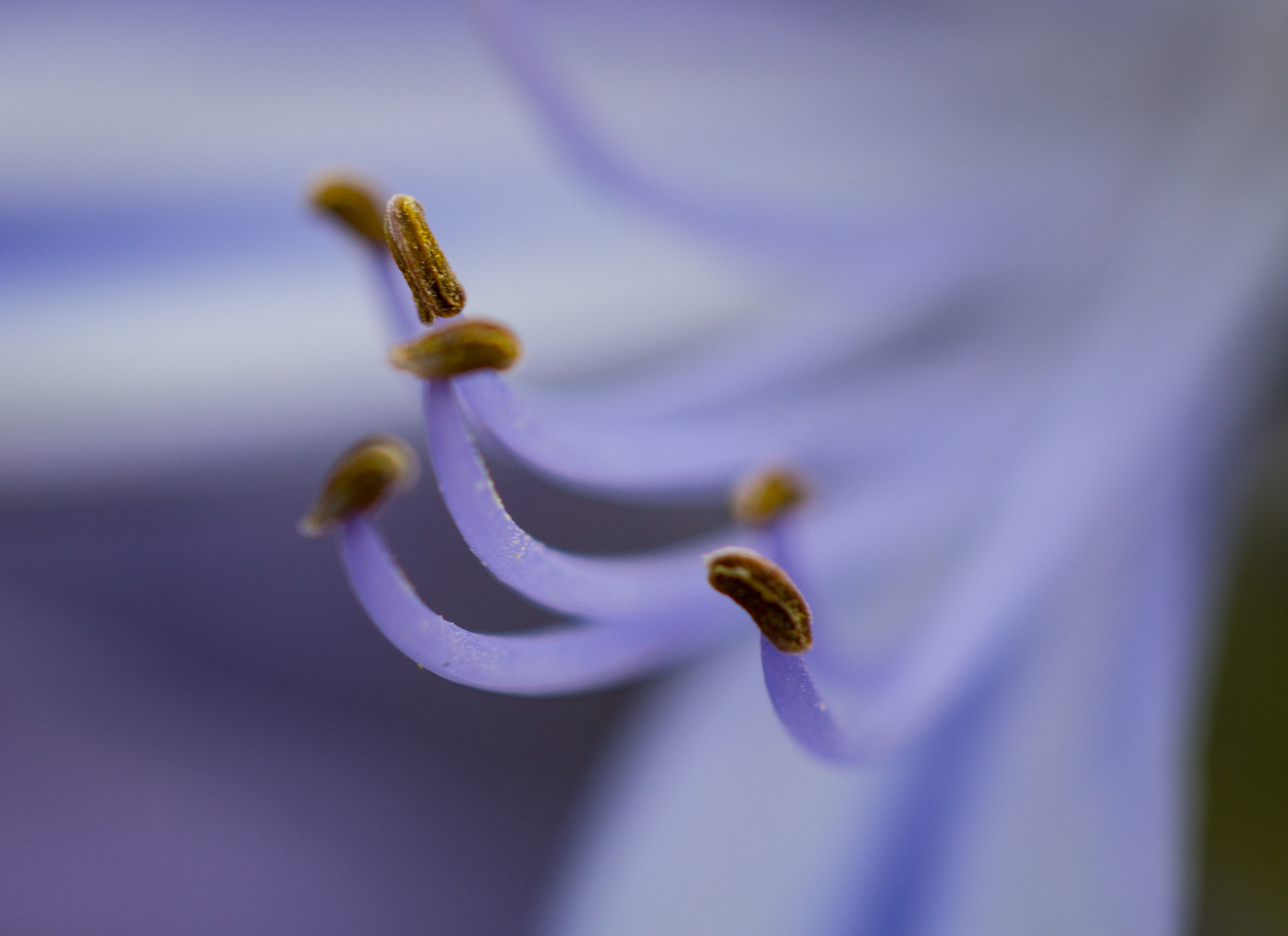 Canon EF 100mm F2.8 Macro USM sample photo. Agapanthe photography