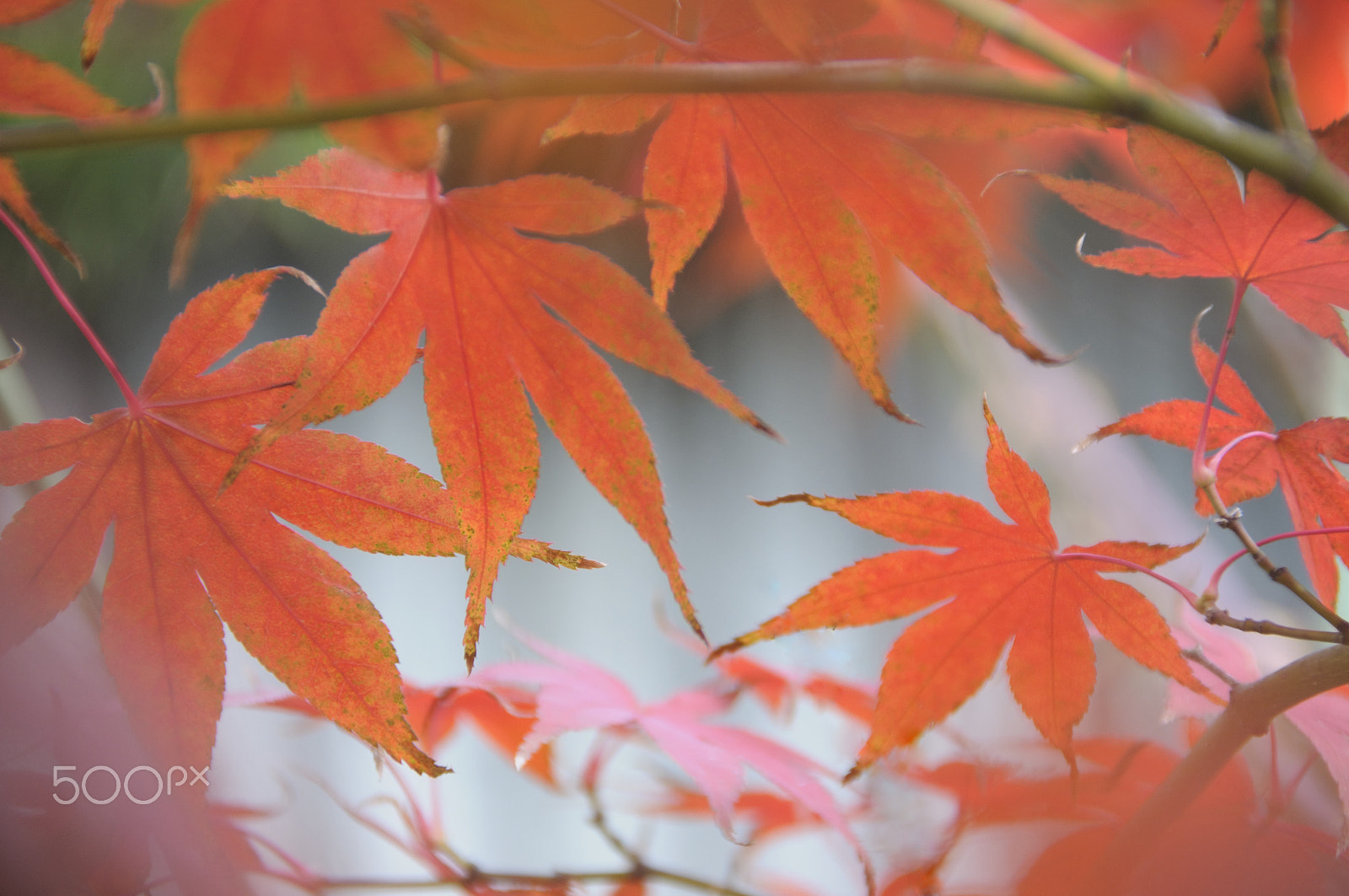 Nikon D5000 sample photo. Burst of autumn photography
