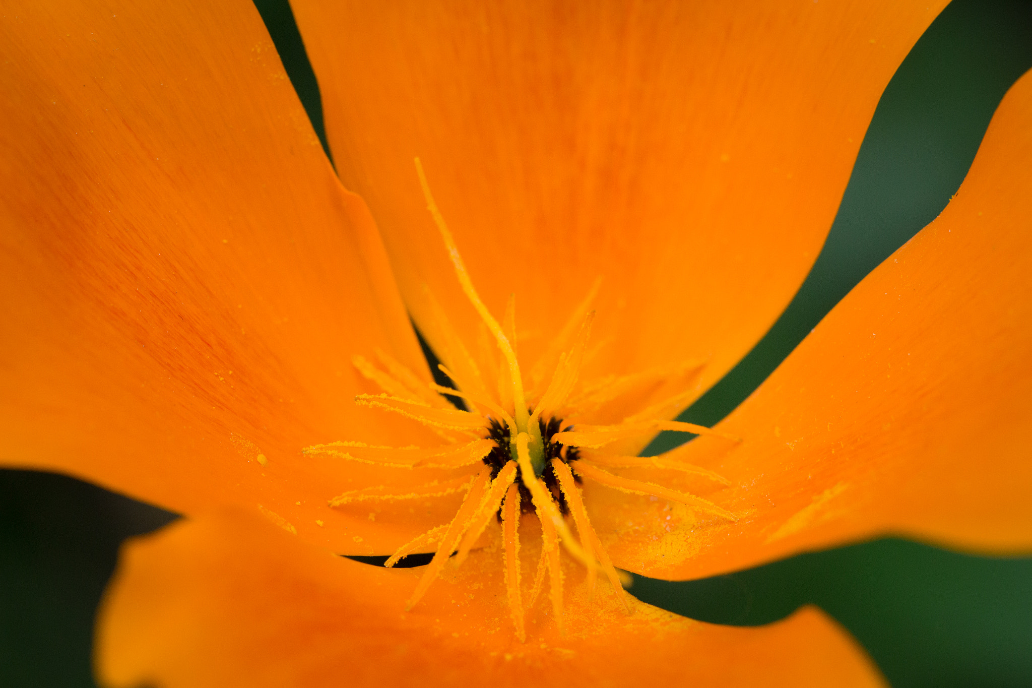 Canon EF 100mm F2.8 Macro USM sample photo. 27043824136.jpg photography