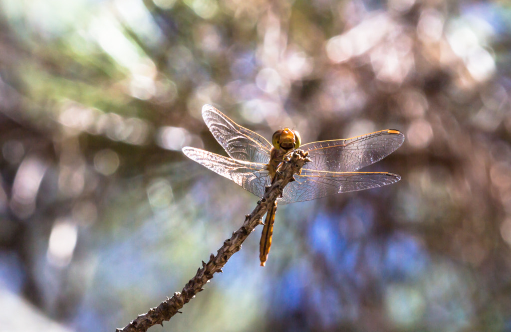 Canon EF 100mm F2.8 Macro USM sample photo. Dragonfly photography