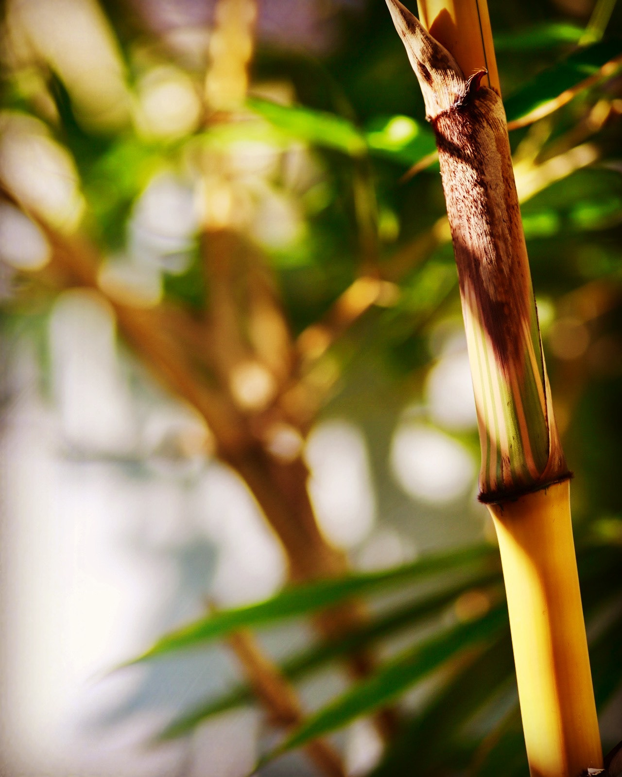 Canon EOS 6D + Canon EF 100mm F2.0 USM sample photo. Canon 6d f/2 iso 100 photography