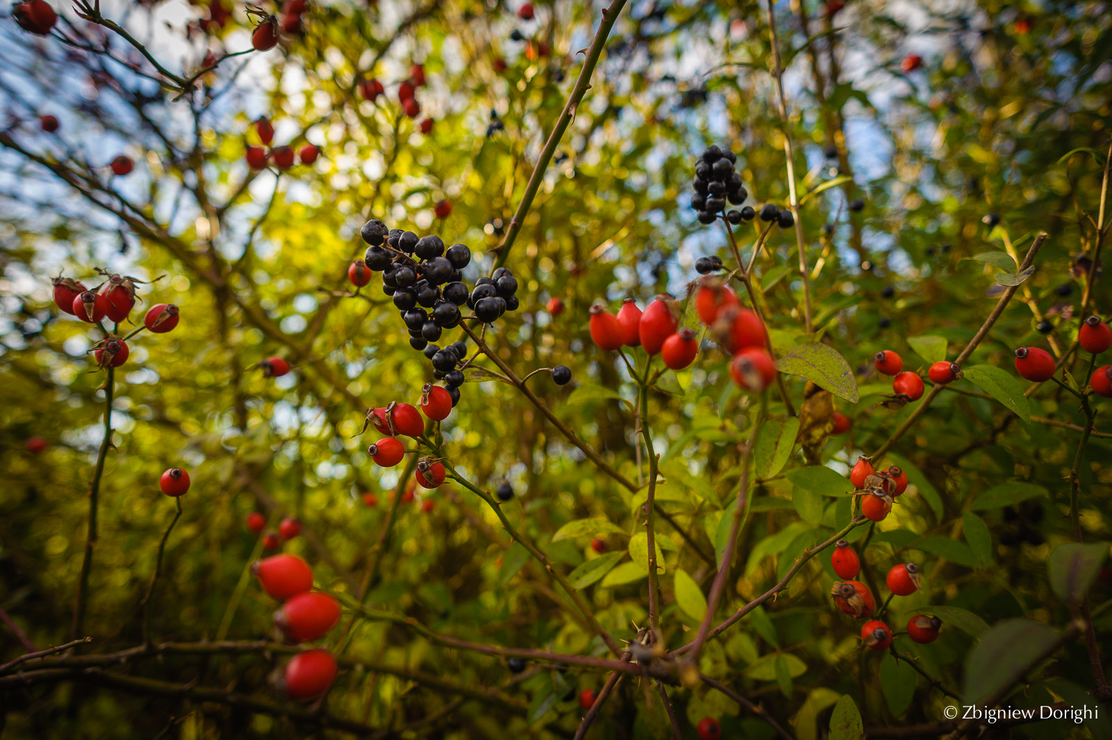 Nikon D700 sample photo. Elder and wild rose photography