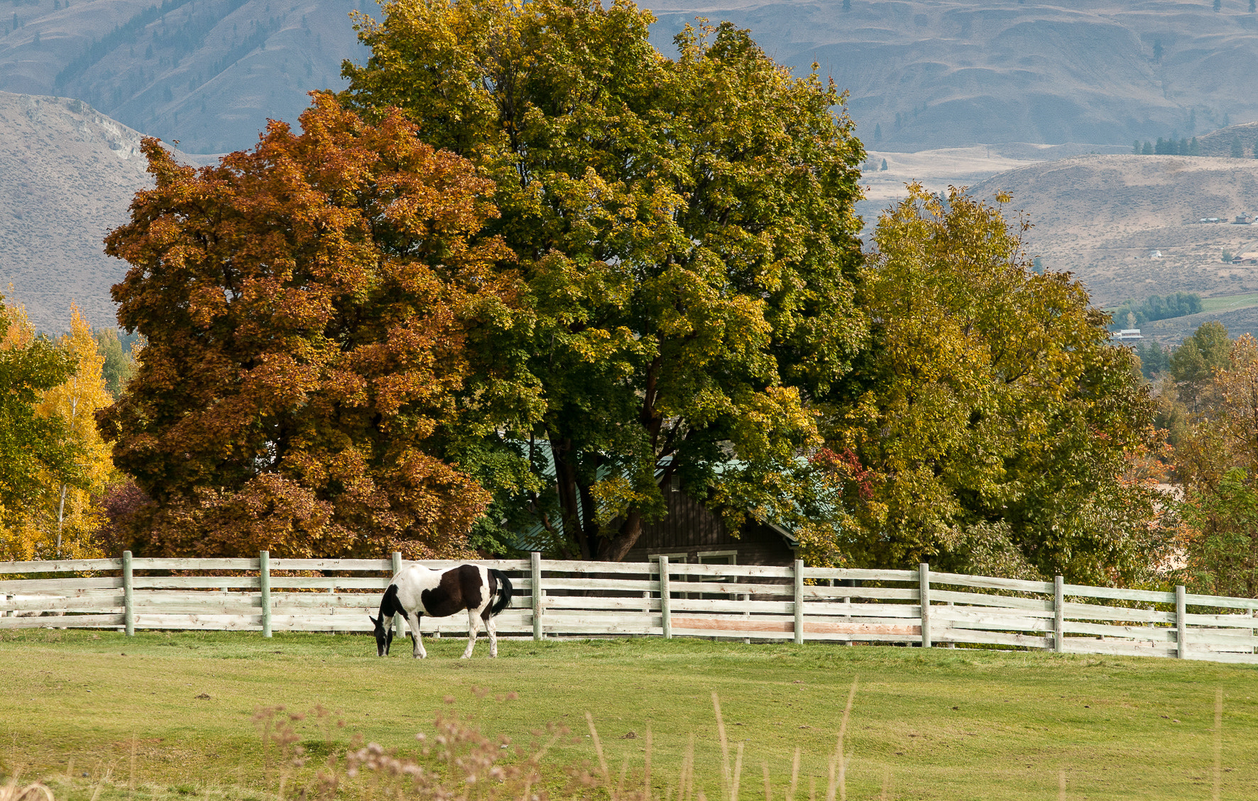 Nikon D300 sample photo. Horse having lunch photography