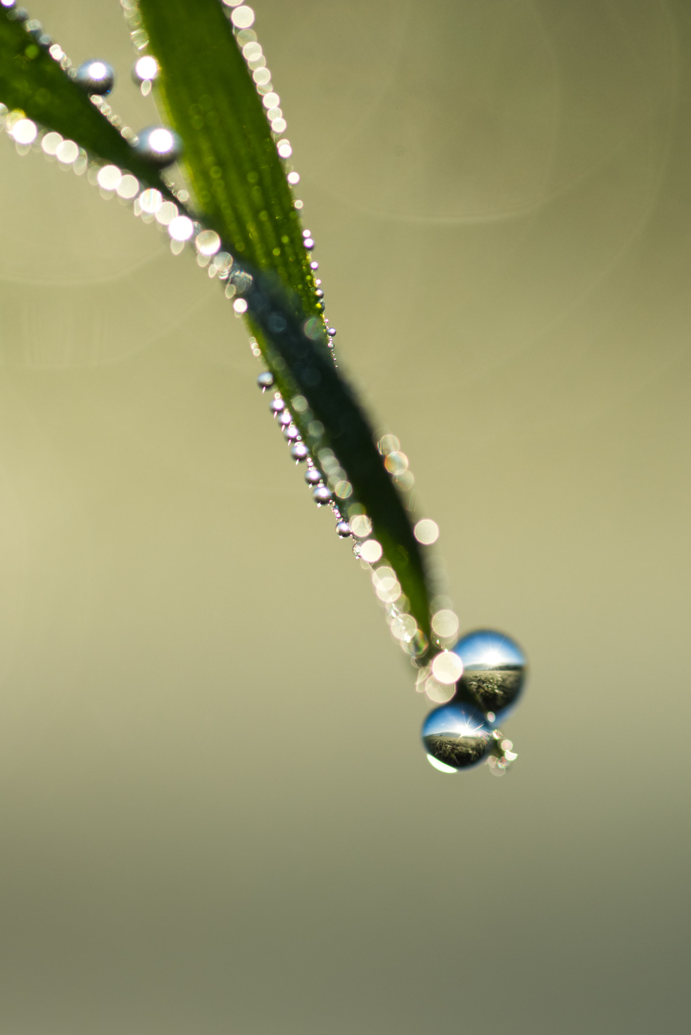 Nikon D810 + Tokina AT-X Pro 100mm F2.8 Macro sample photo. Good morning photography