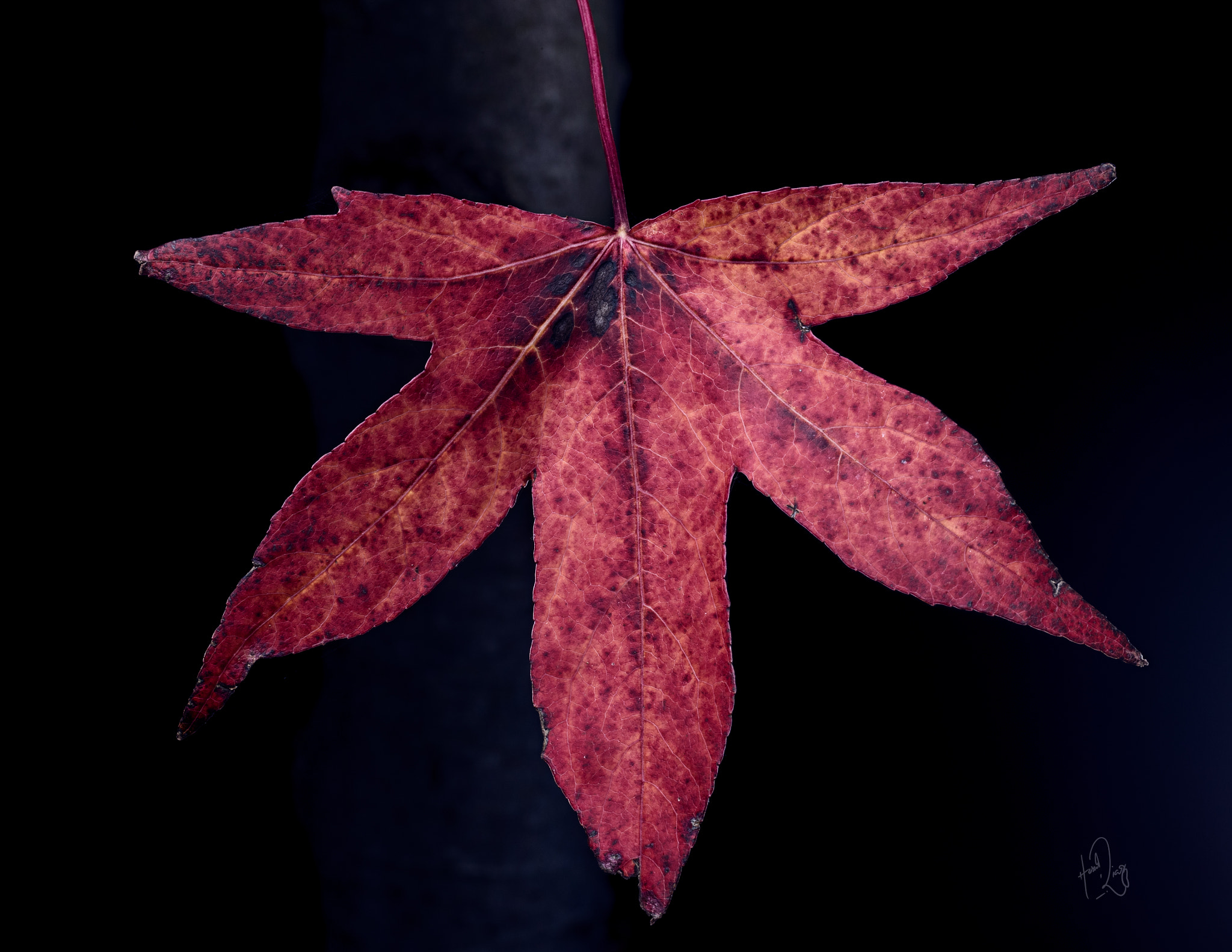 Canon EF 100mm F2.8L Macro IS USM sample photo. Autumn leaf photography