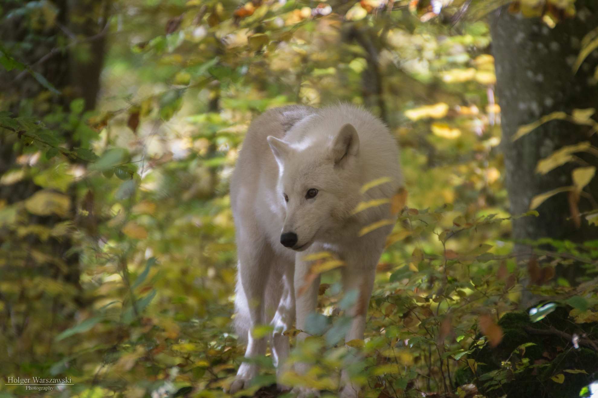 Canon EOS 700D (EOS Rebel T5i / EOS Kiss X7i) + Tamron SP 35mm F1.8 Di VC USD sample photo. Artic wolf photography