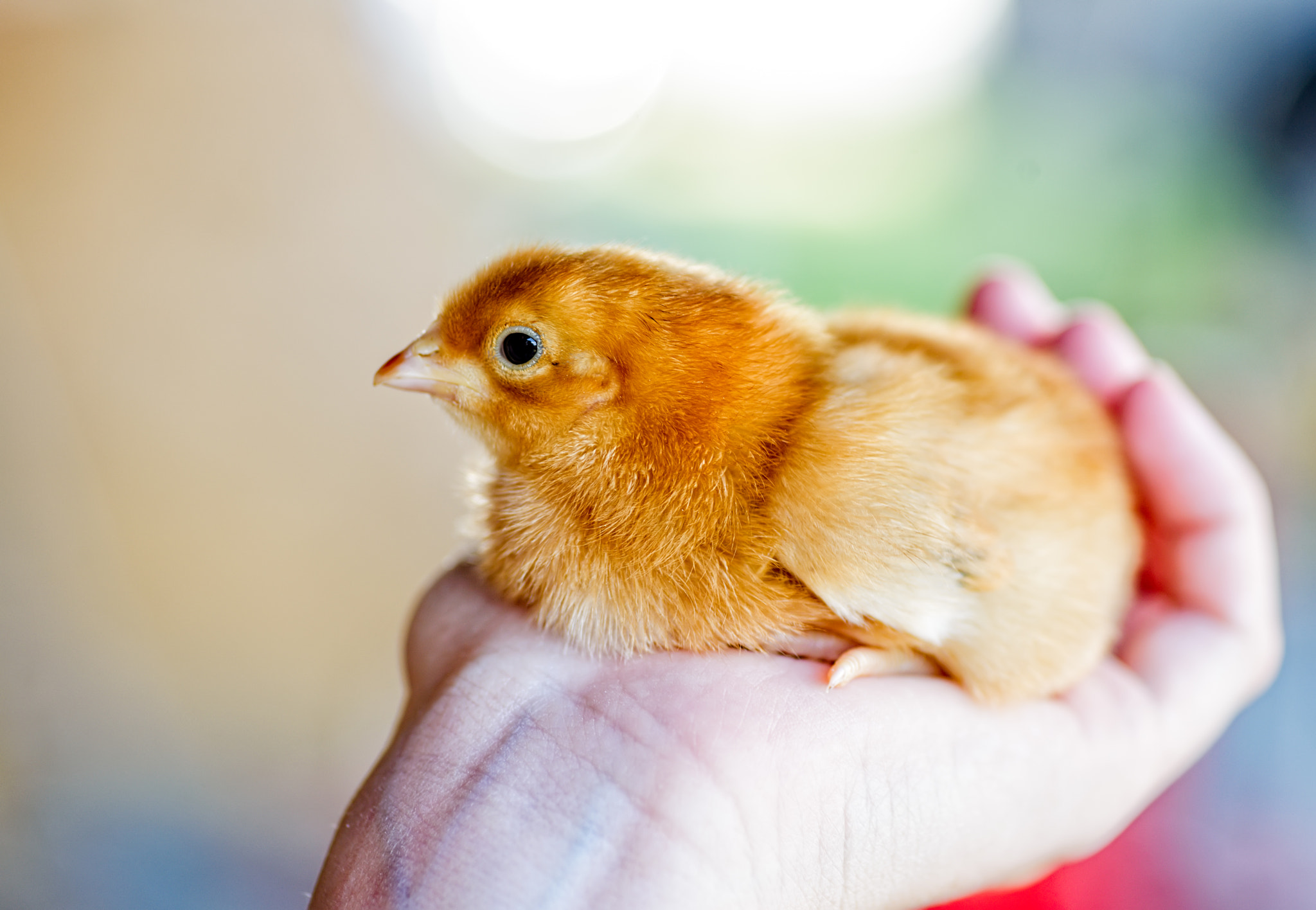 Tokina AT-X Pro 100mm F2.8 Macro sample photo. A bird in the hand? photography