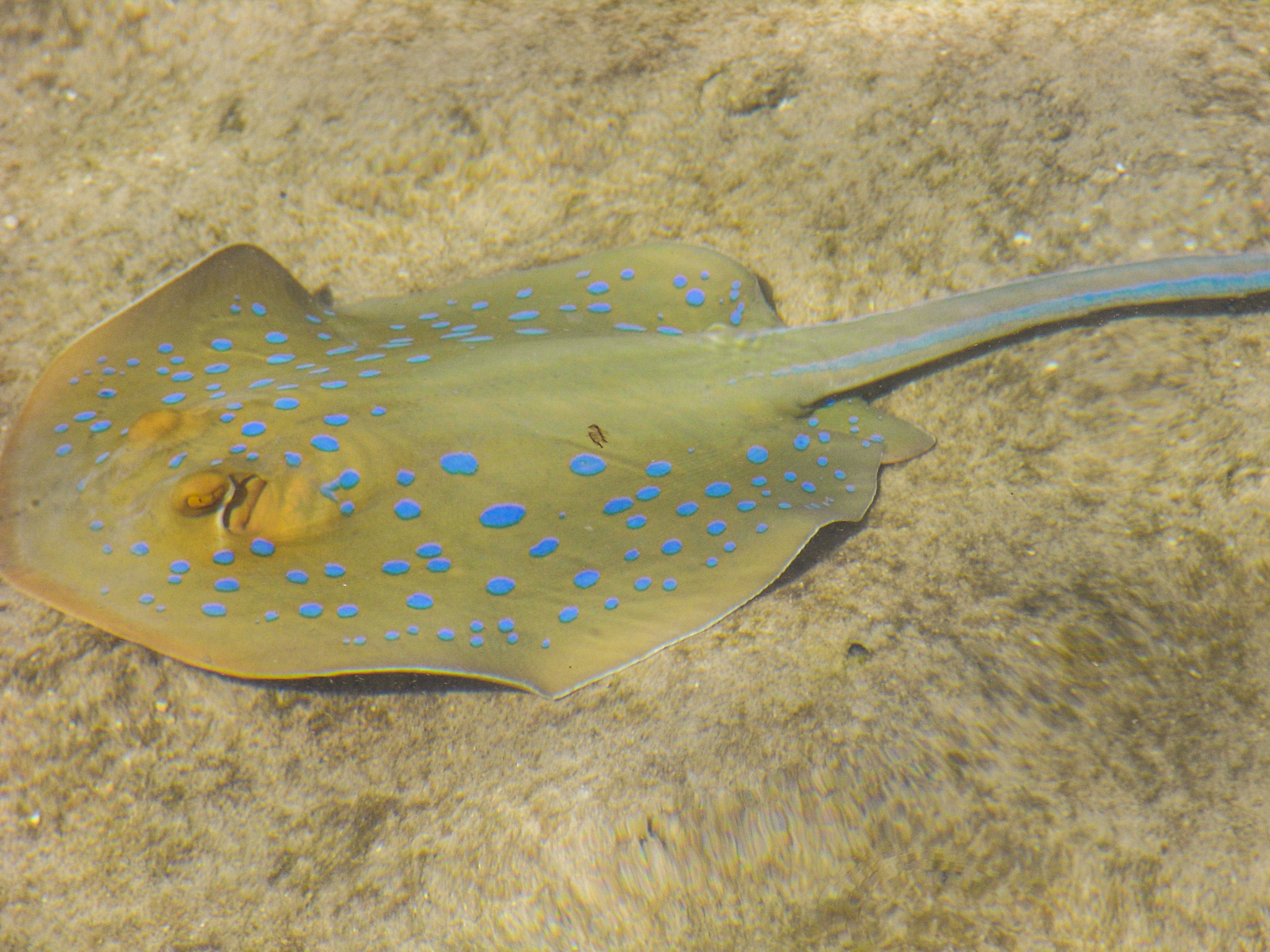 Ricoh Caplio R6 sample photo. Stingray, red sea photography