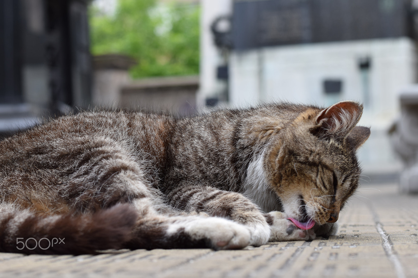 Nikon AF-S Nikkor 58mm F1.4G sample photo. The recolletta cat photography
