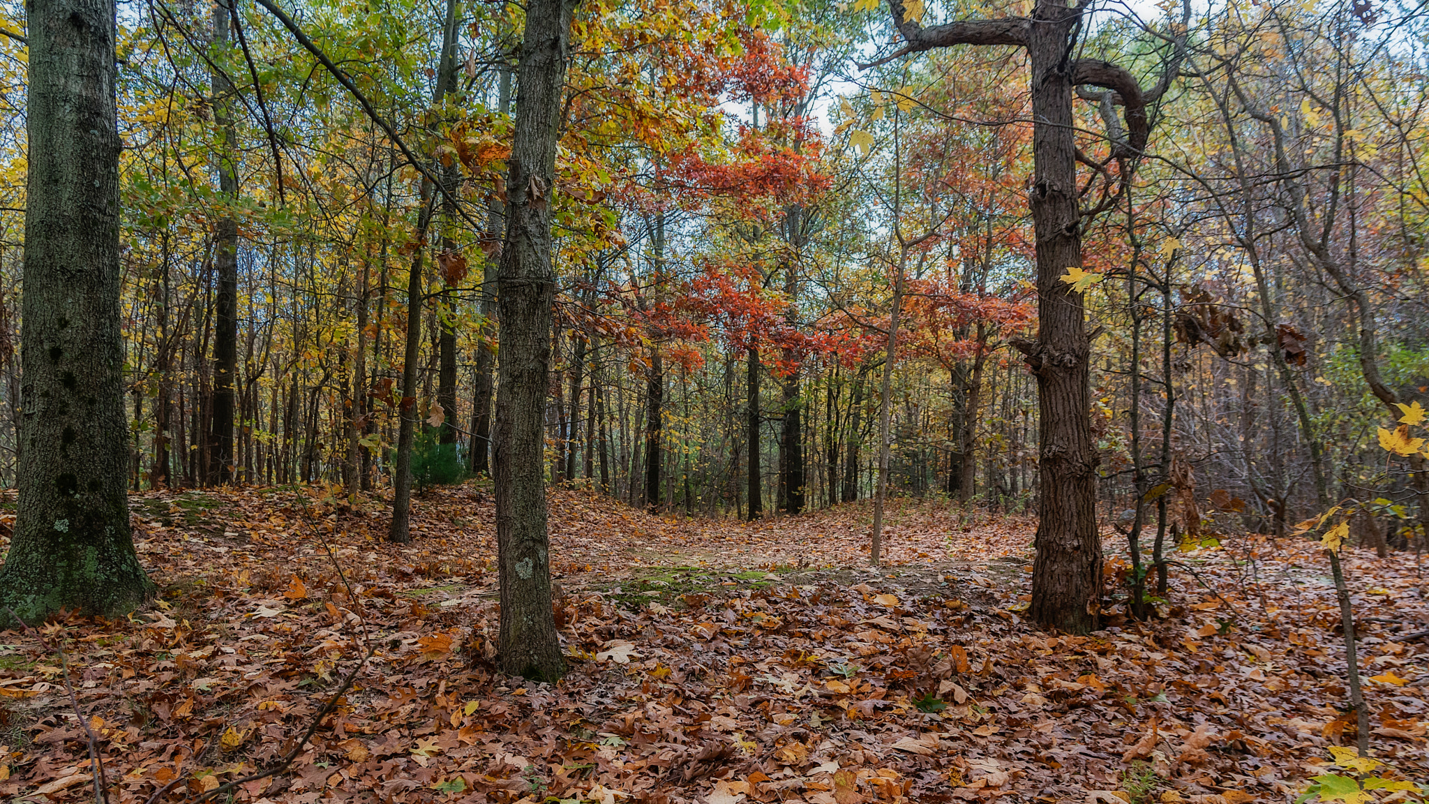 Sigma 17-70mm F2.8-4 DC Macro OS HSM sample photo. Autumn color explosion photography