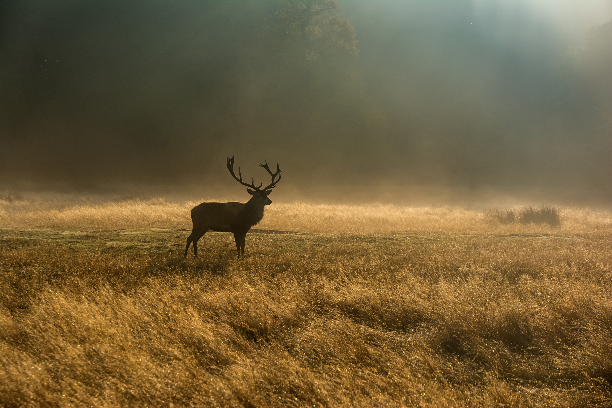 Nikon D5200 + Tamron AF 18-270mm F3.5-6.3 Di II VC LD Aspherical (IF) MACRO sample photo. Stag in the misty morning photography