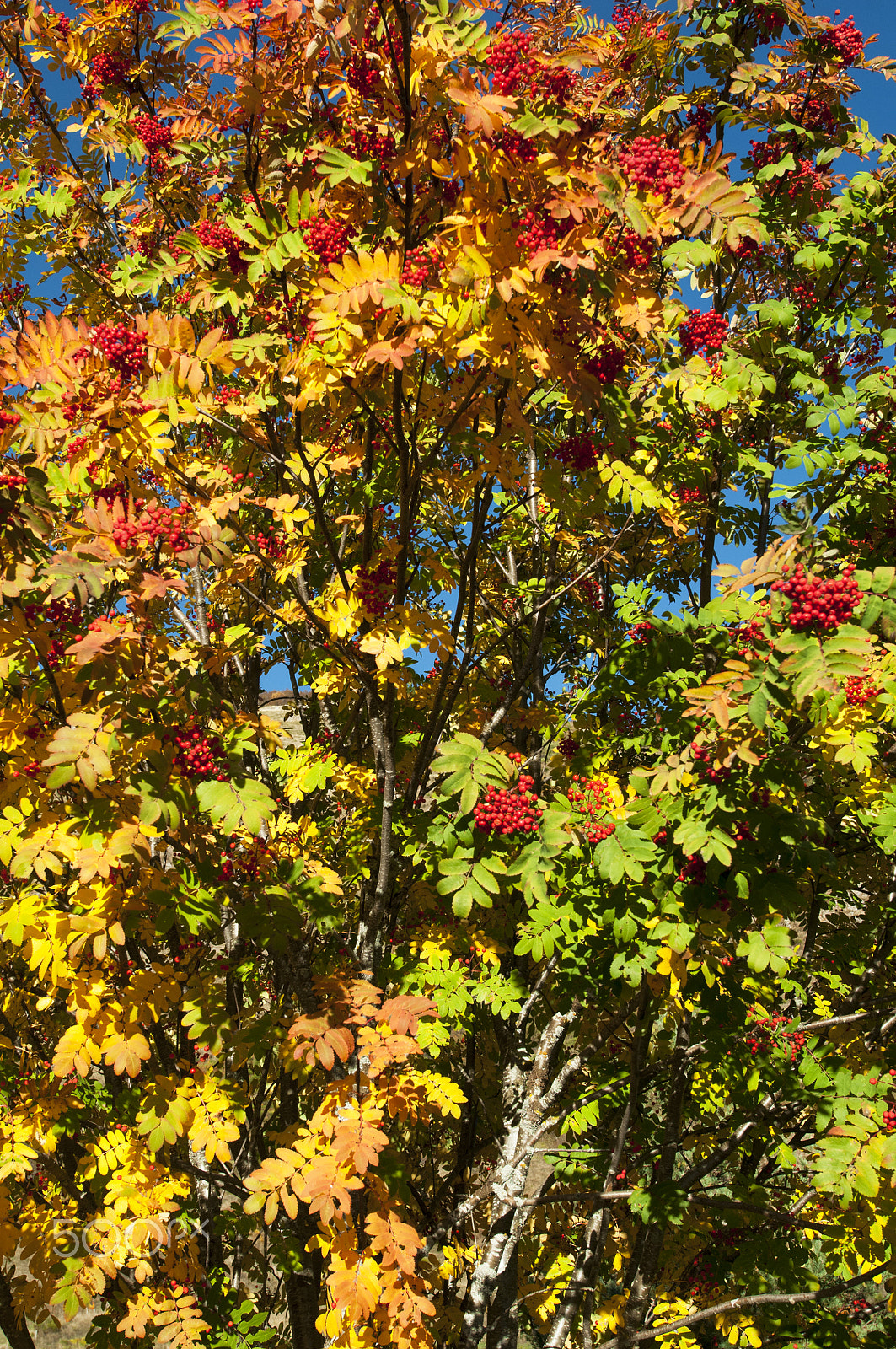 Nikon AF-S Nikkor 14-24mm F2.8G ED sample photo. Sorbus aucuparia photography