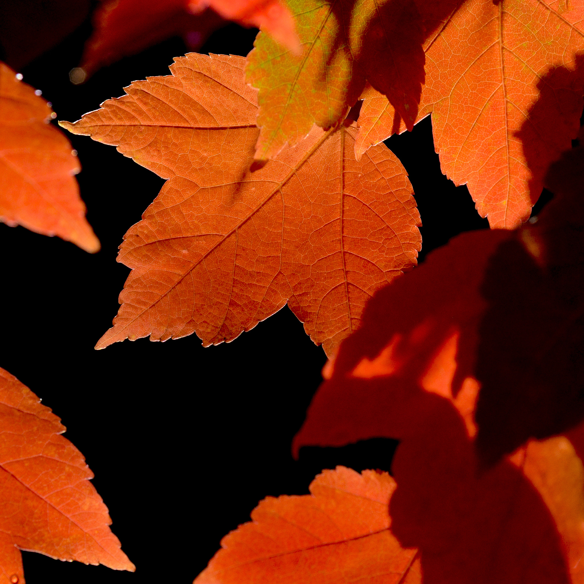 Nikon D7000 + Nikon AF Micro-Nikkor 60mm F2.8D sample photo. Autumn leaf #7 photography