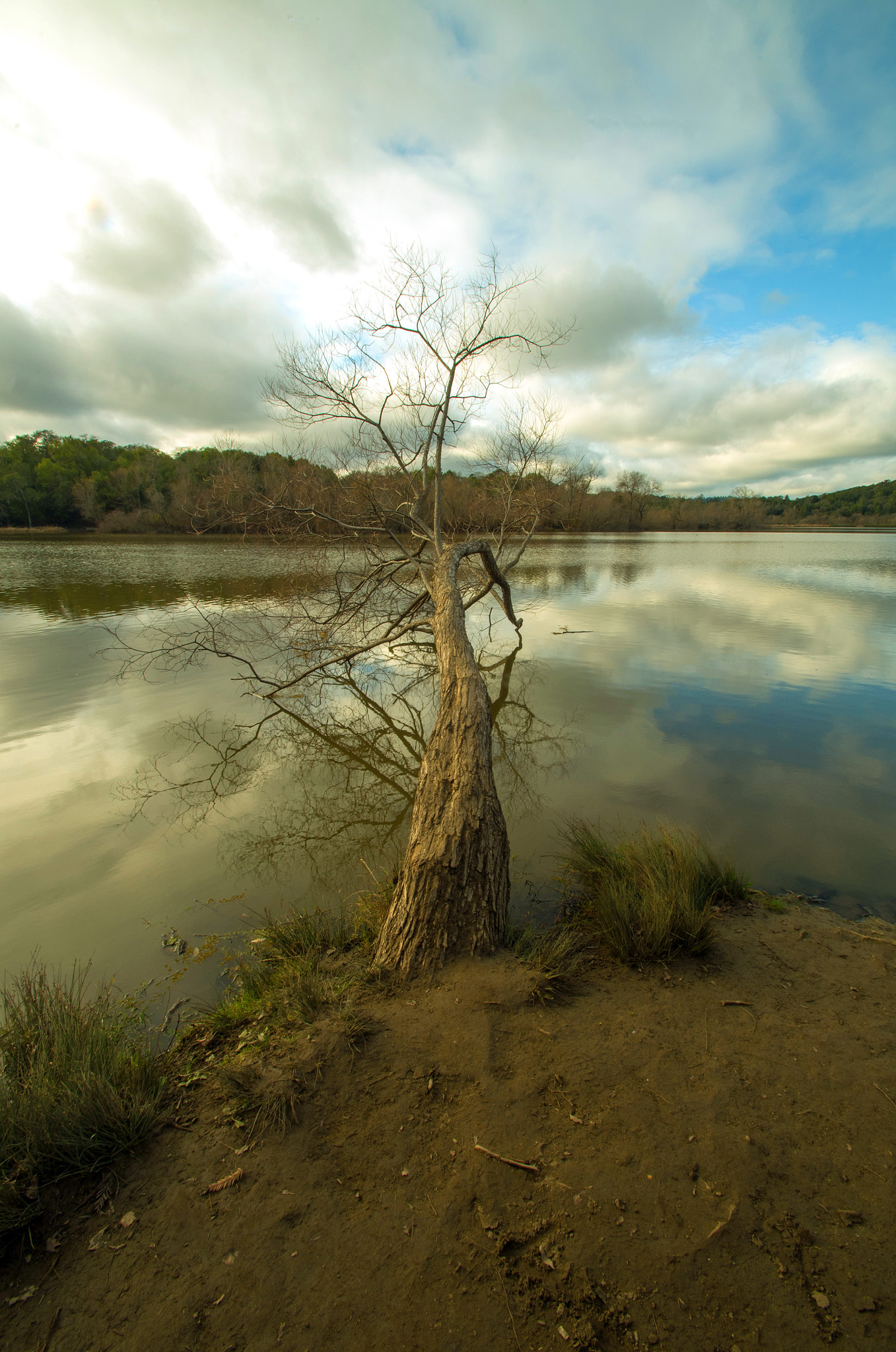 Pentax K-50 sample photo. Tree at spring lake photography
