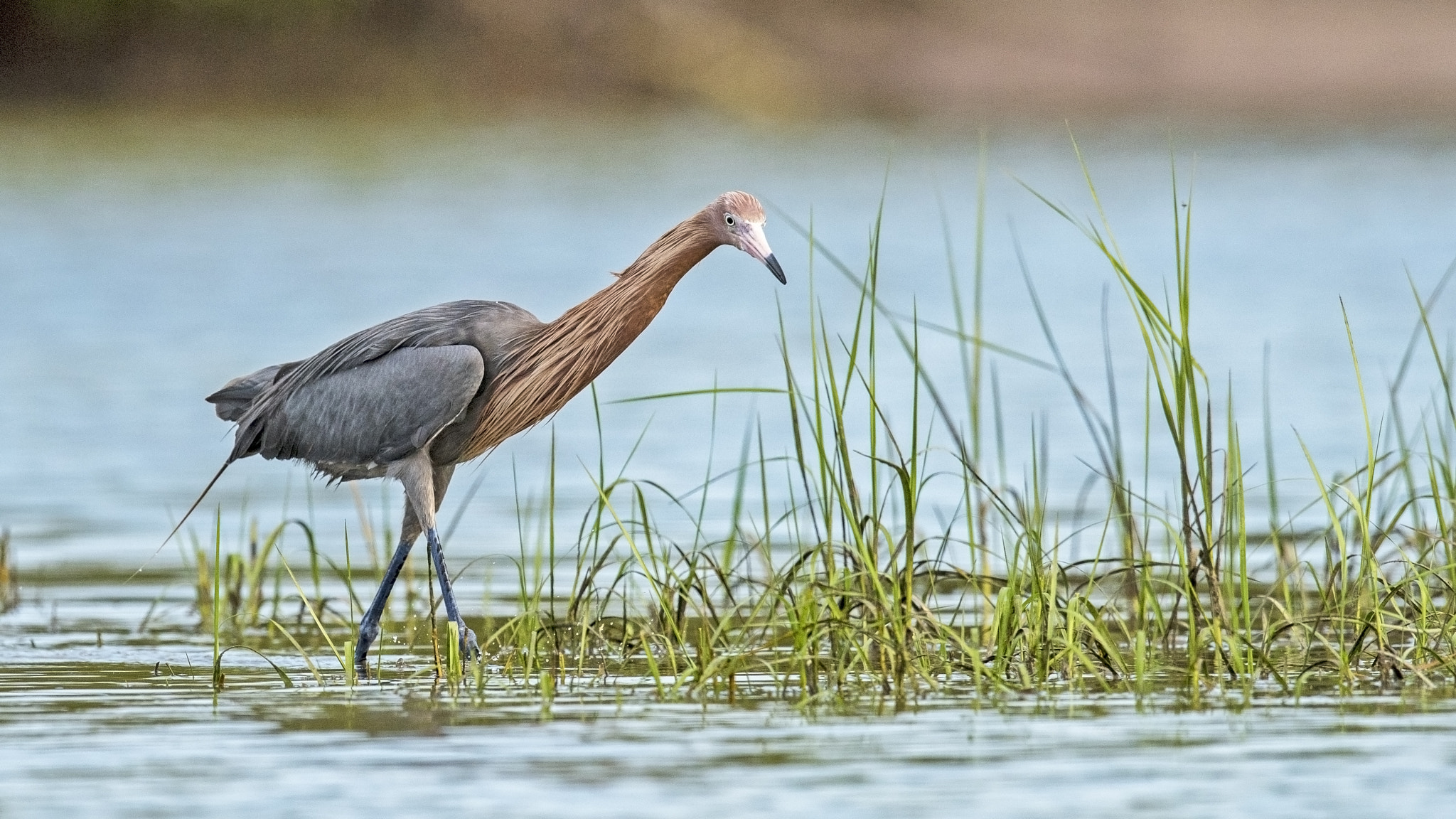 Nikon D810 + Nikon AF-S Nikkor 600mm F4G ED VR sample photo. Reddish egret photography