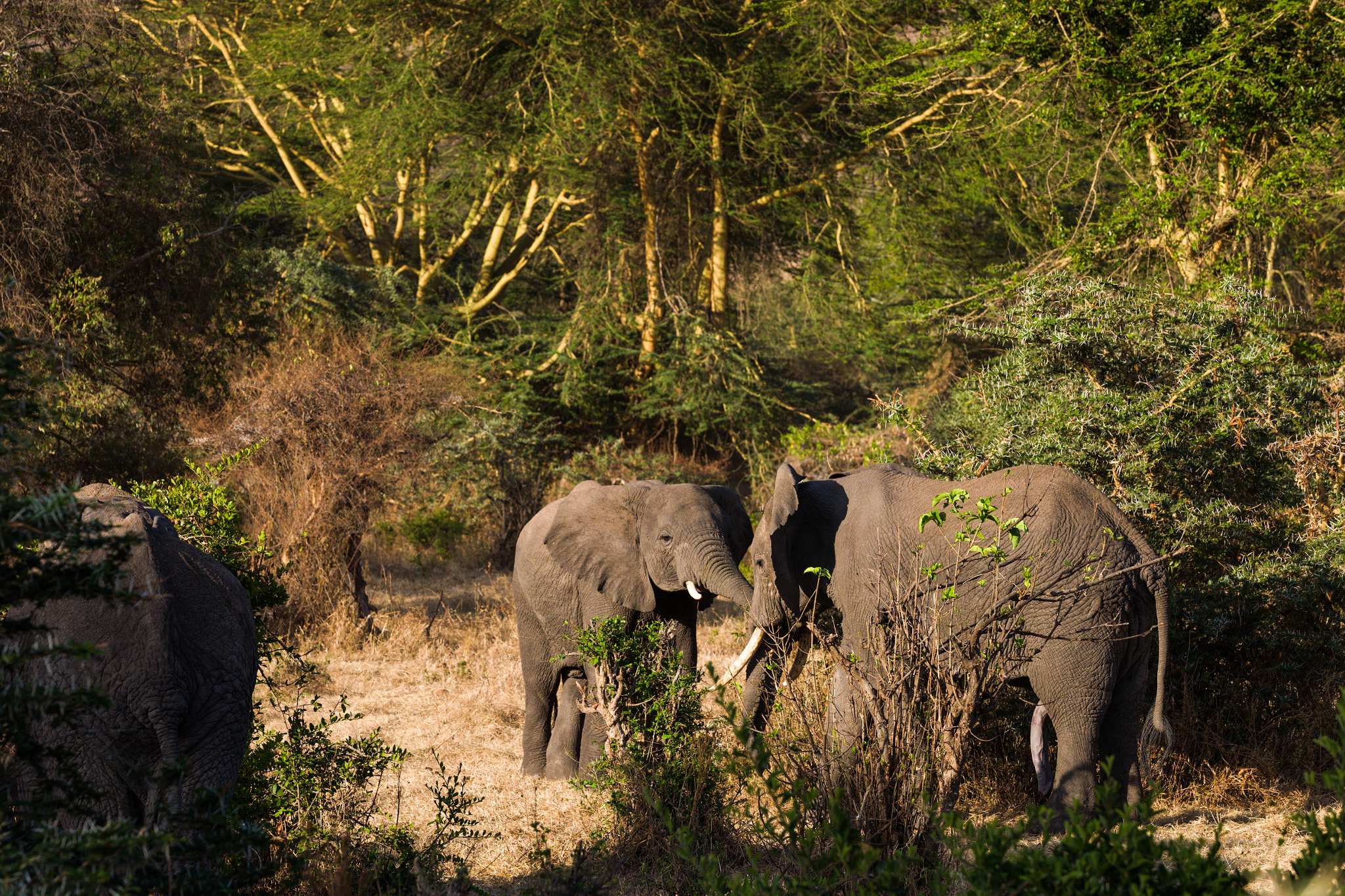 Leica APO-Vario-Elmarit-SL 90-280mm F2.8–4 sample photo. Elephants photography