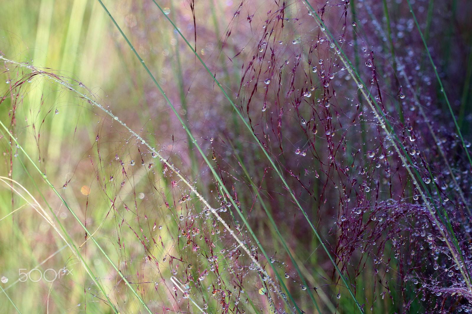 Canon EF 100mm F2.8 Macro USM sample photo. Dewy grasses 9671 photography