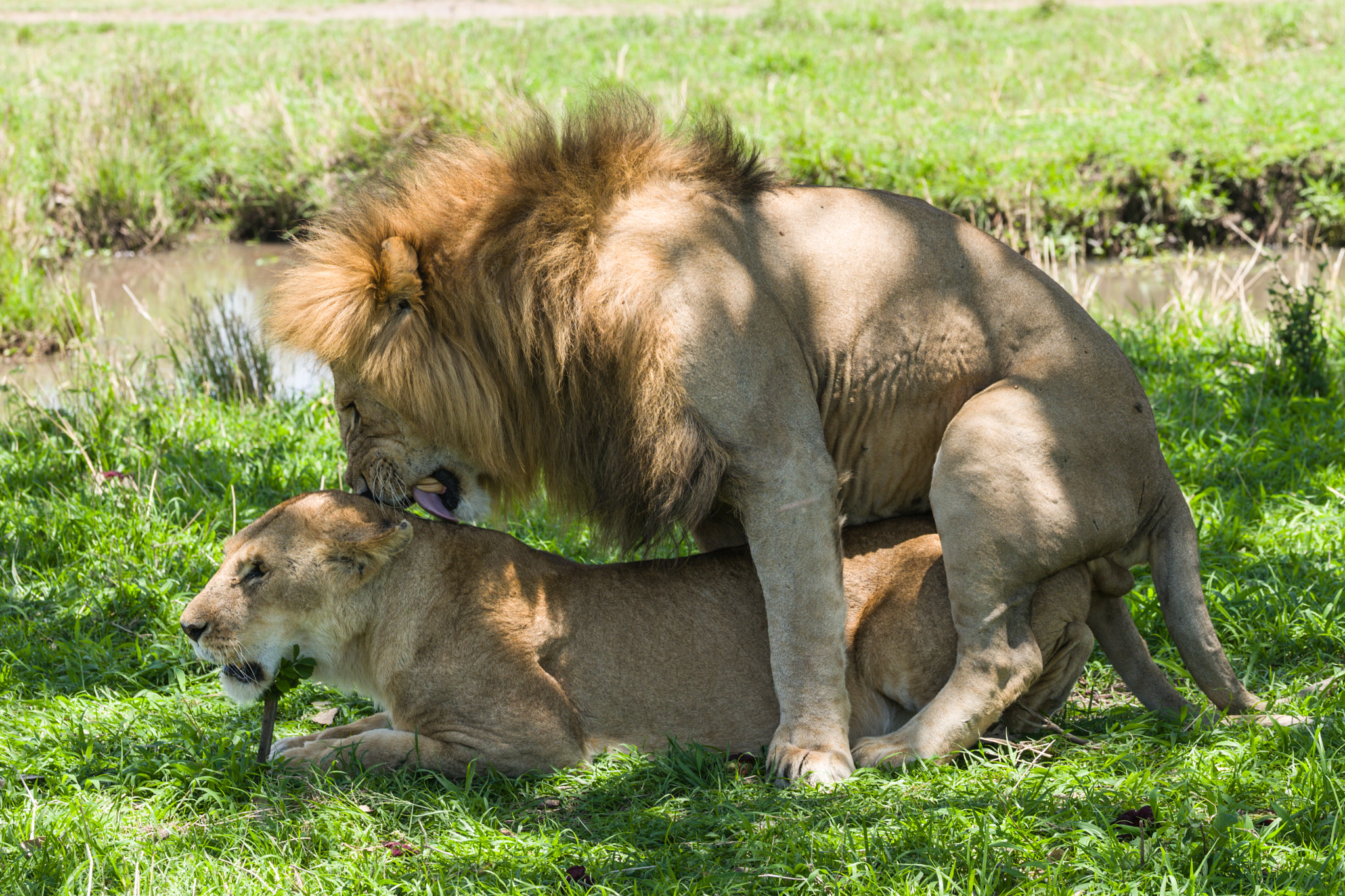 Leica SL (Typ 601) sample photo. Lions mating photography