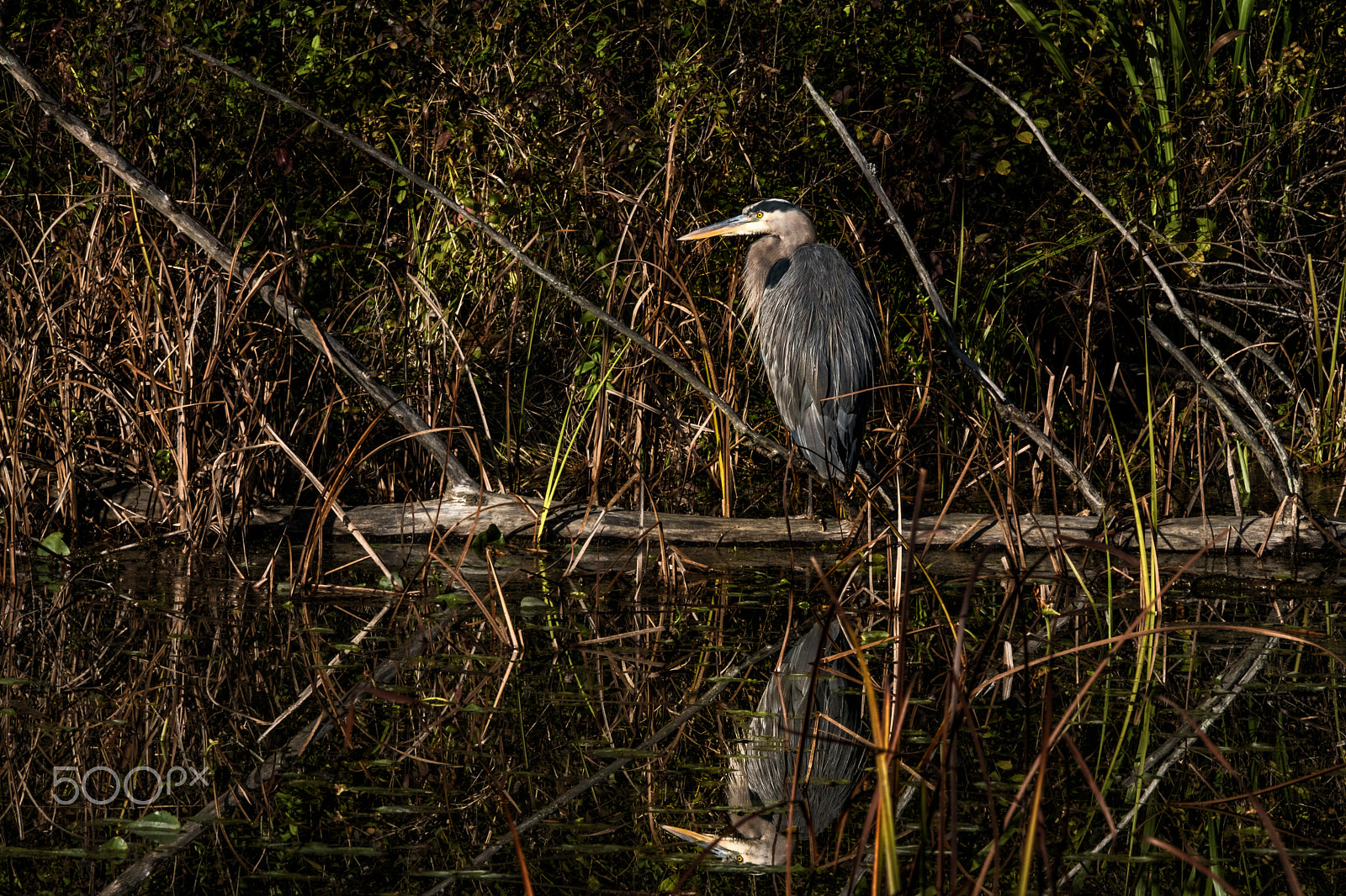 Fujifilm XF 100-400mm F4.5-5.6 R LM OIS WR sample photo. Heron in grey photography