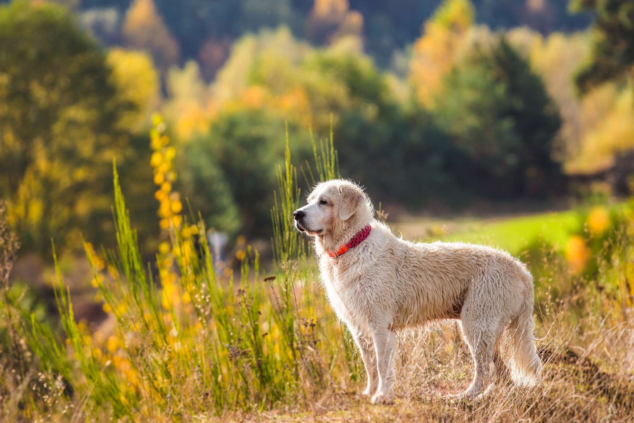 Canon EOS 100D (EOS Rebel SL1 / EOS Kiss X7) + Canon EF 70-200mm F4L USM sample photo. Dog autumn photography